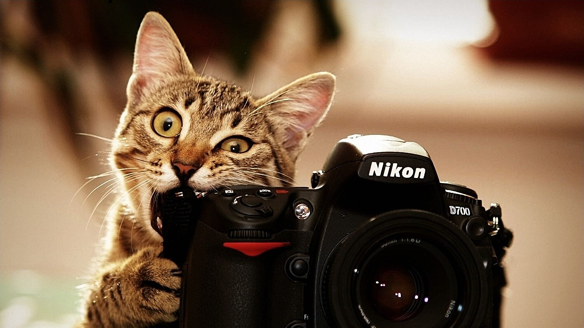 camera, cats, humor, animal, cat, nikon d700