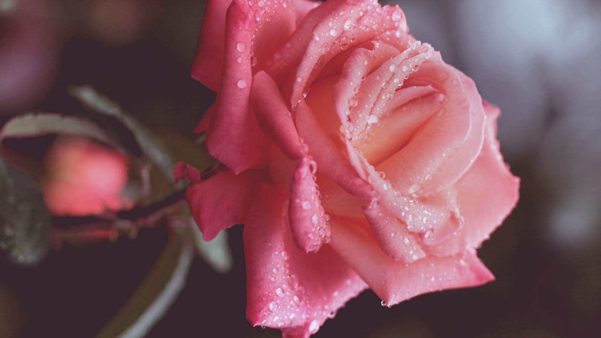 Красивый розовый