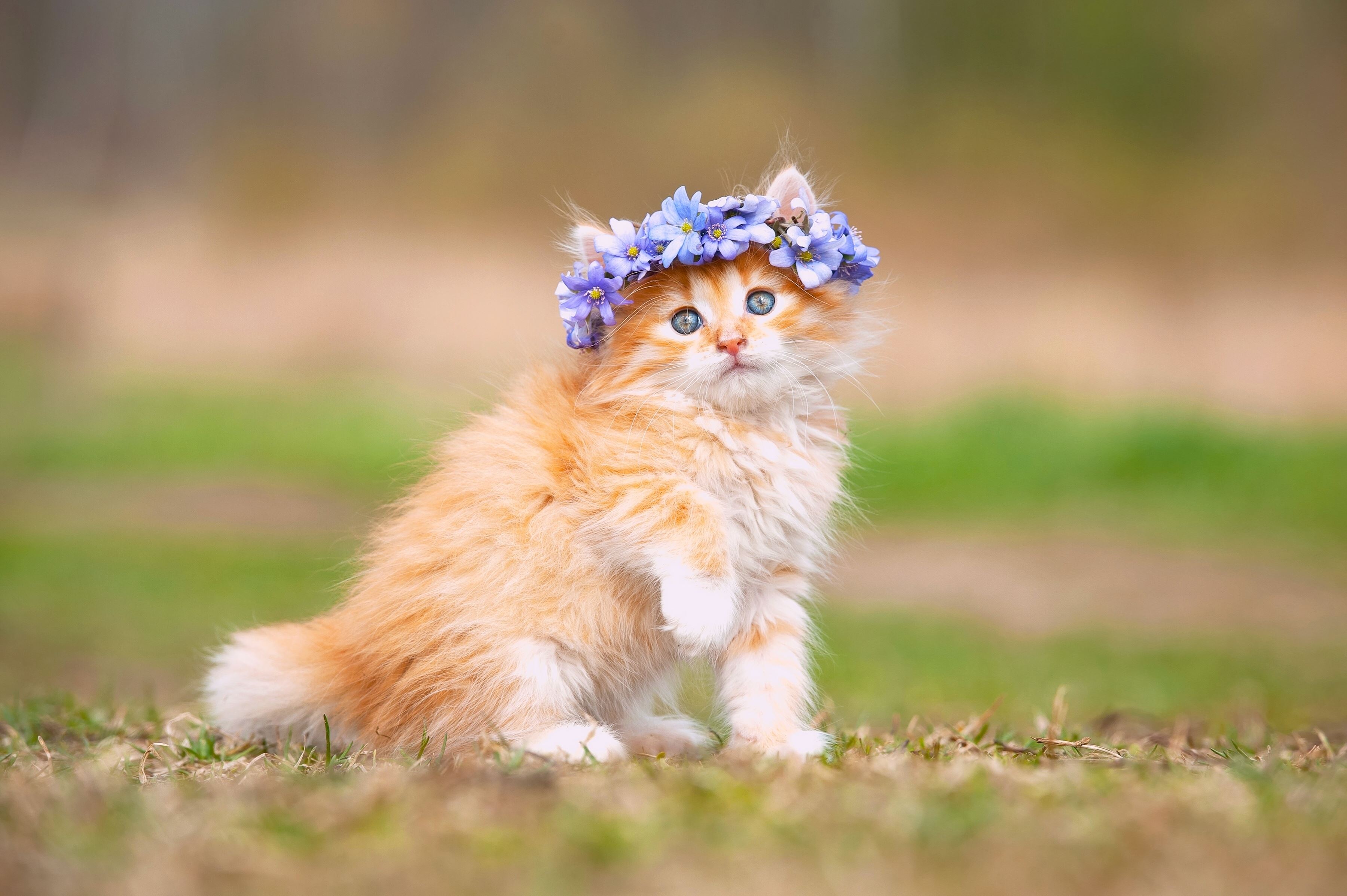 самые красивые котята в мире фото