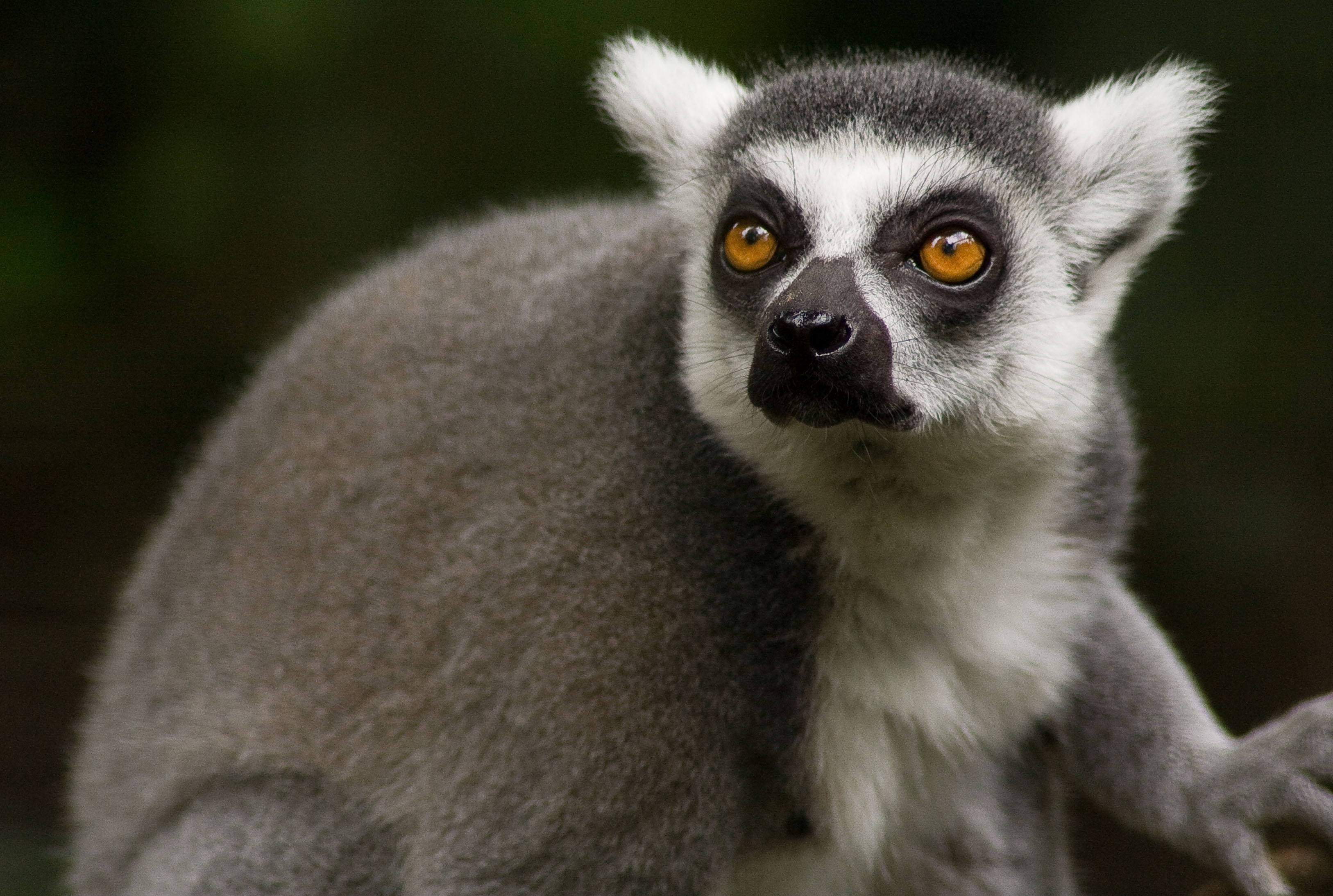 76624 Hintergrundbild herunterladen lemur, tiere, schnauze, sicht, meinung, tier - Bildschirmschoner und Bilder kostenlos