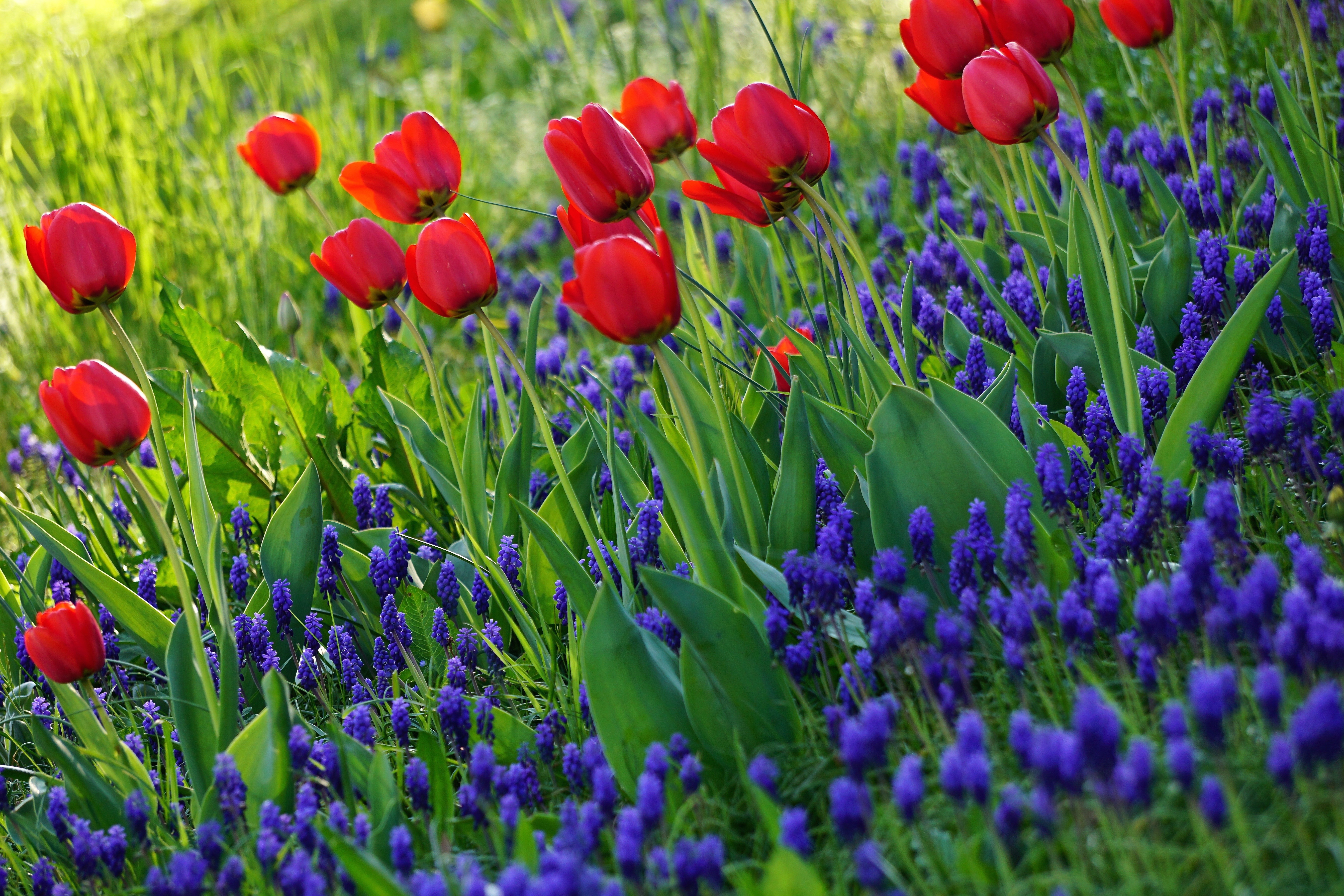 flowers, bloom, tulips, grass, flowering Smartphone Background