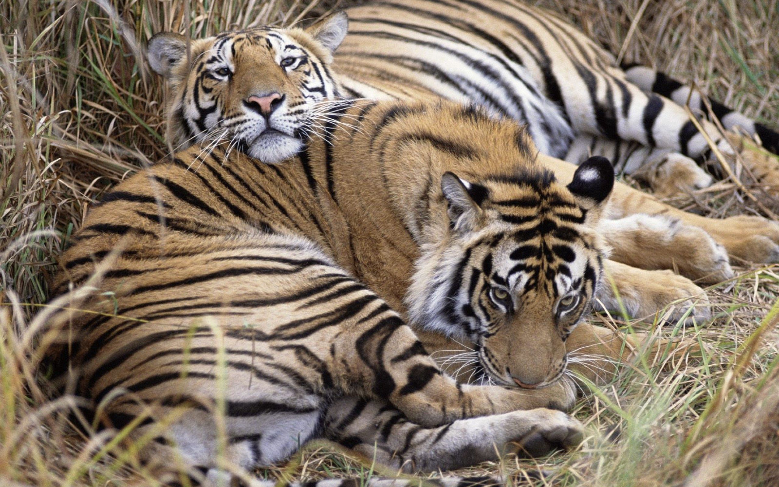 Download mobile wallpaper To Lie Down, Lie, Grass, Animals, Tigers for free.