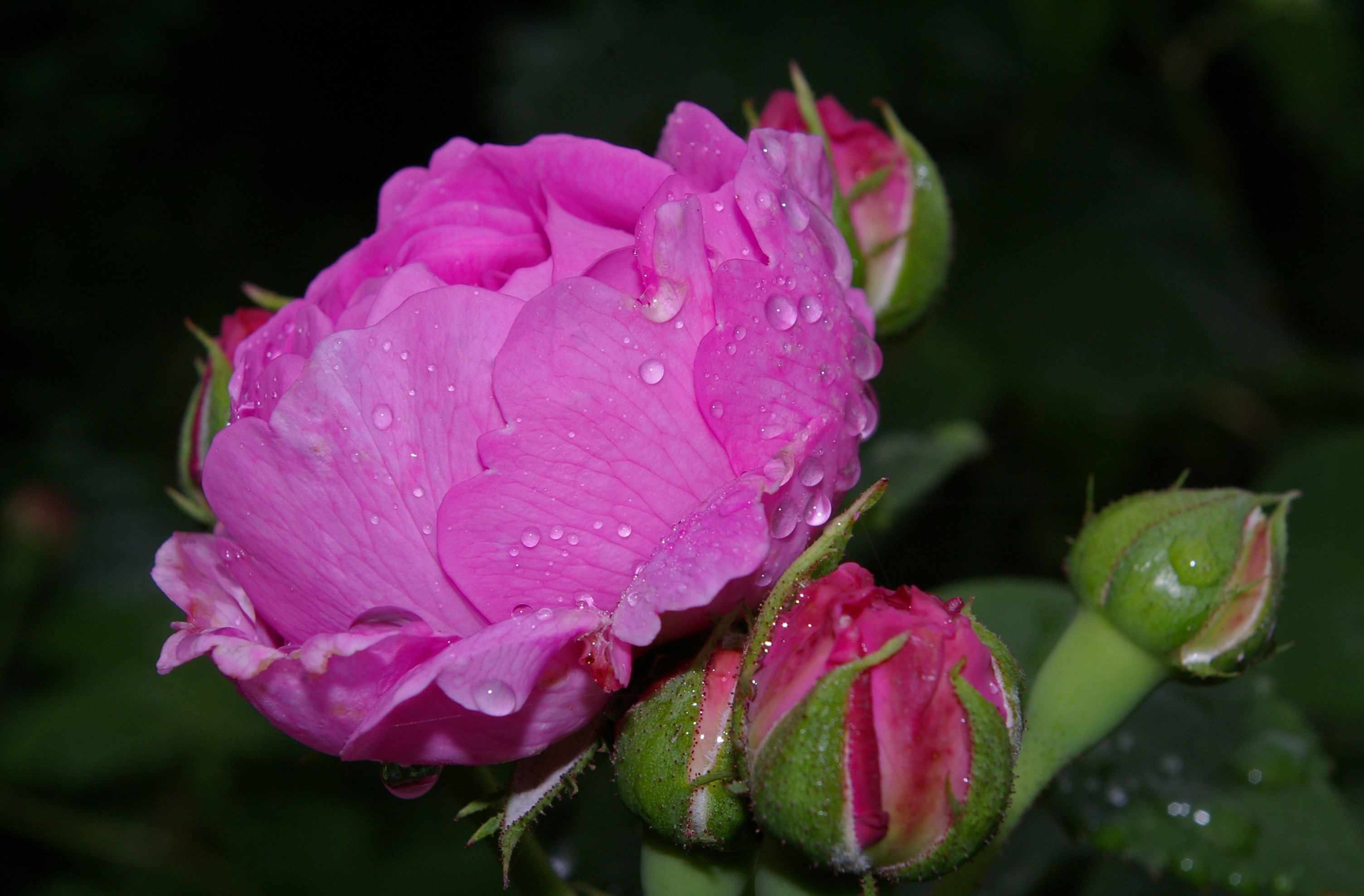 Розовая роза роса бутон