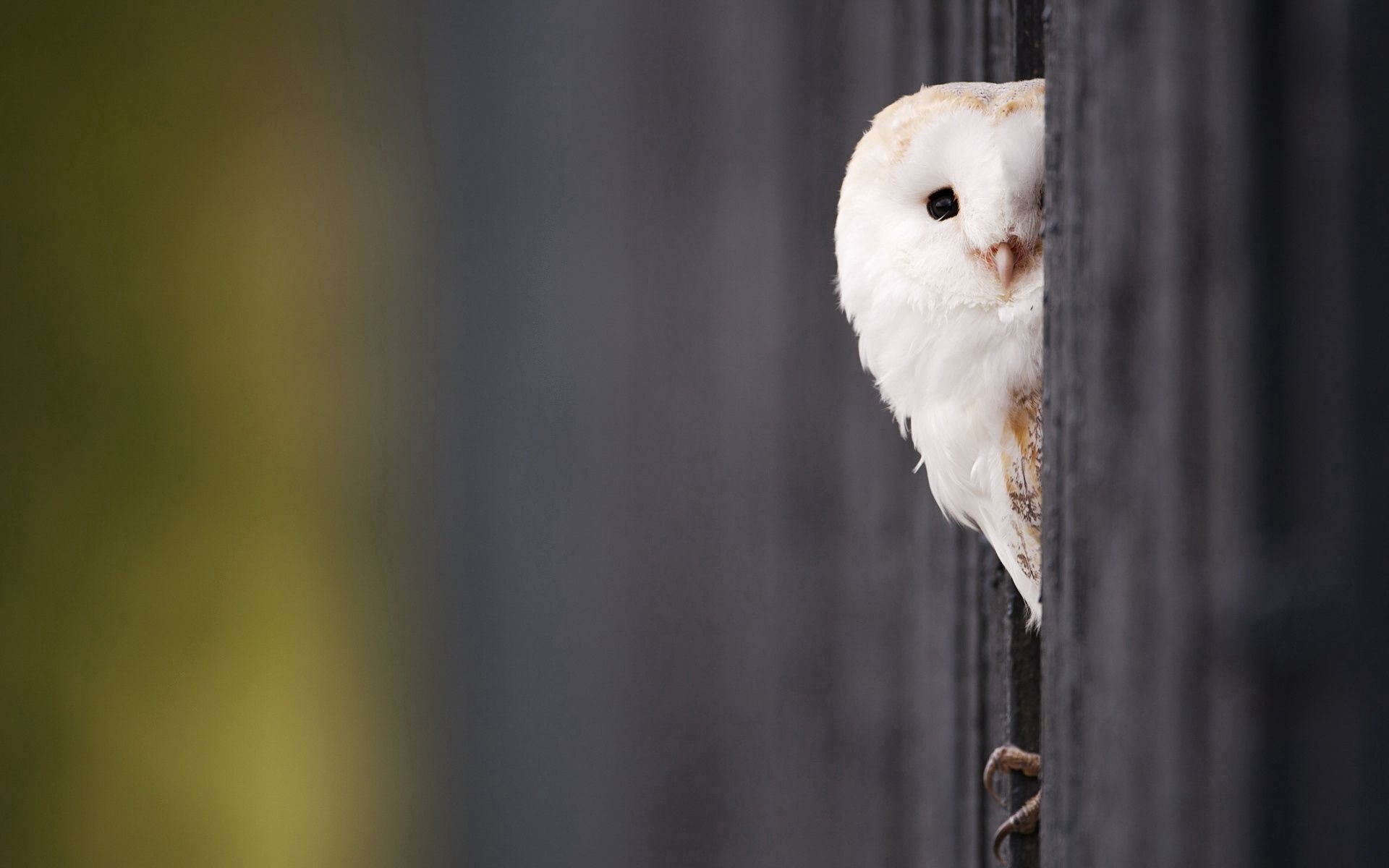 animals, owl, bird, predator, peek out, look out wallpapers for tablet