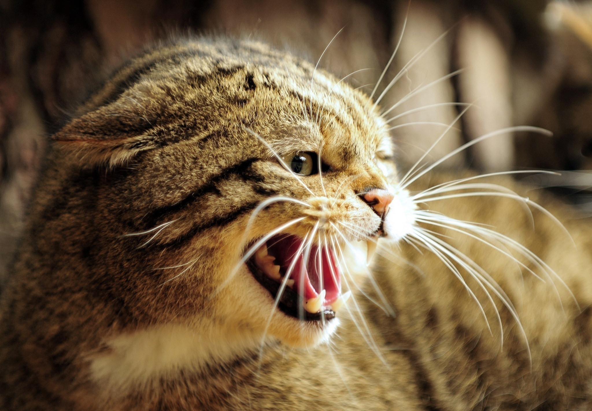 animals, grin, muzzle, fangs, to fall, mouth, wild cat, wildcat, anger, rage, european forest cat