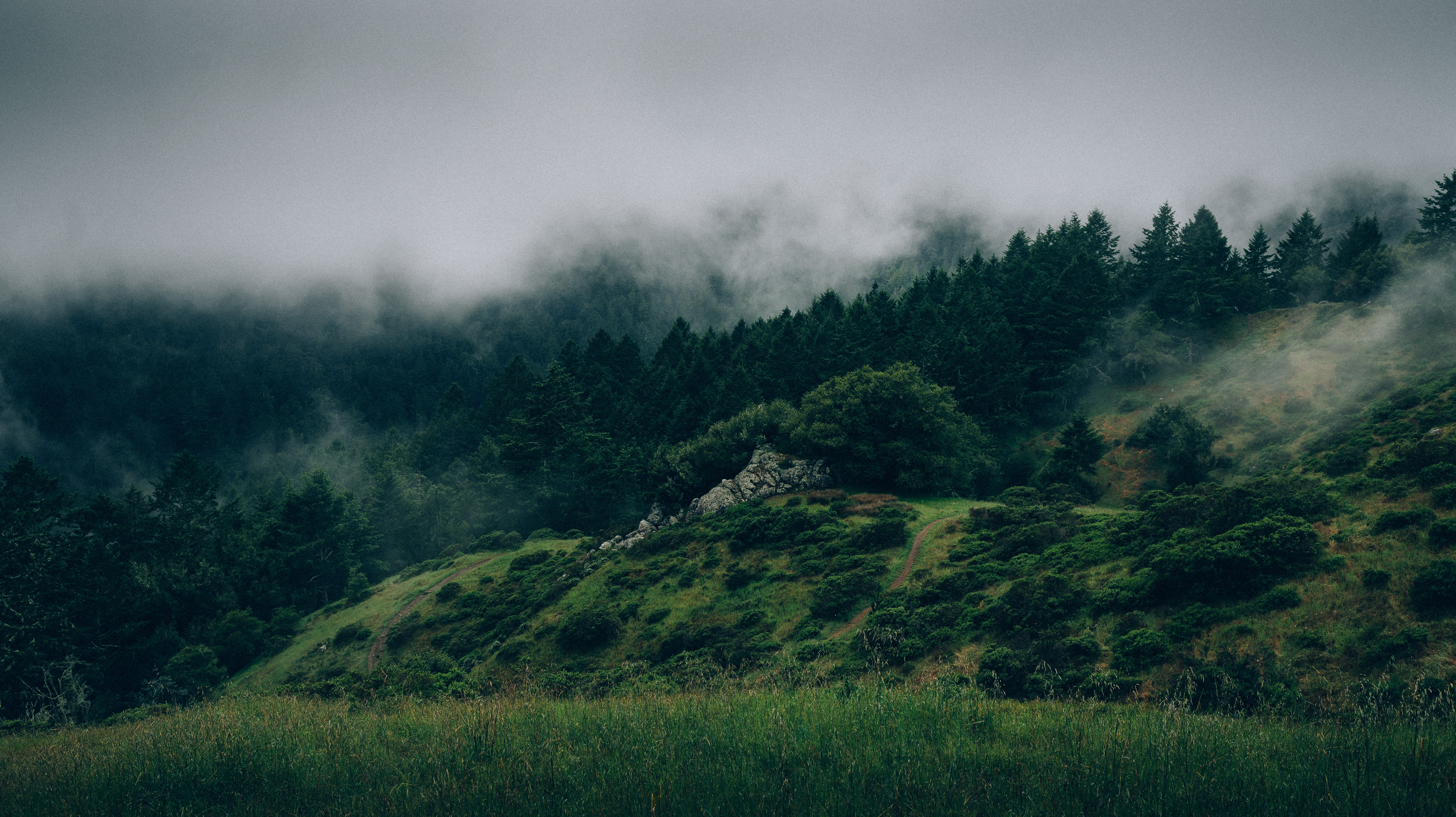 Laden Sie das Nebel, Grass, Bäume, Wald, Natur-Bild kostenlos auf Ihren PC-Desktop herunter