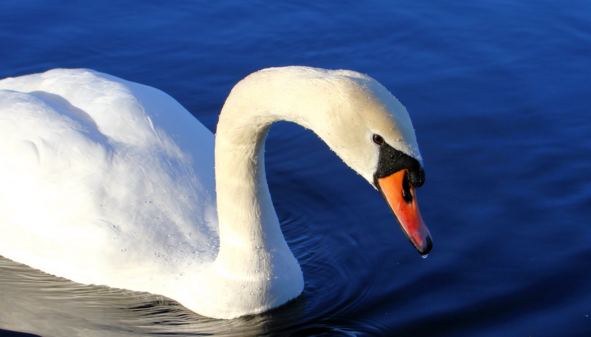animal, mute swan, birds Free Stock Photo