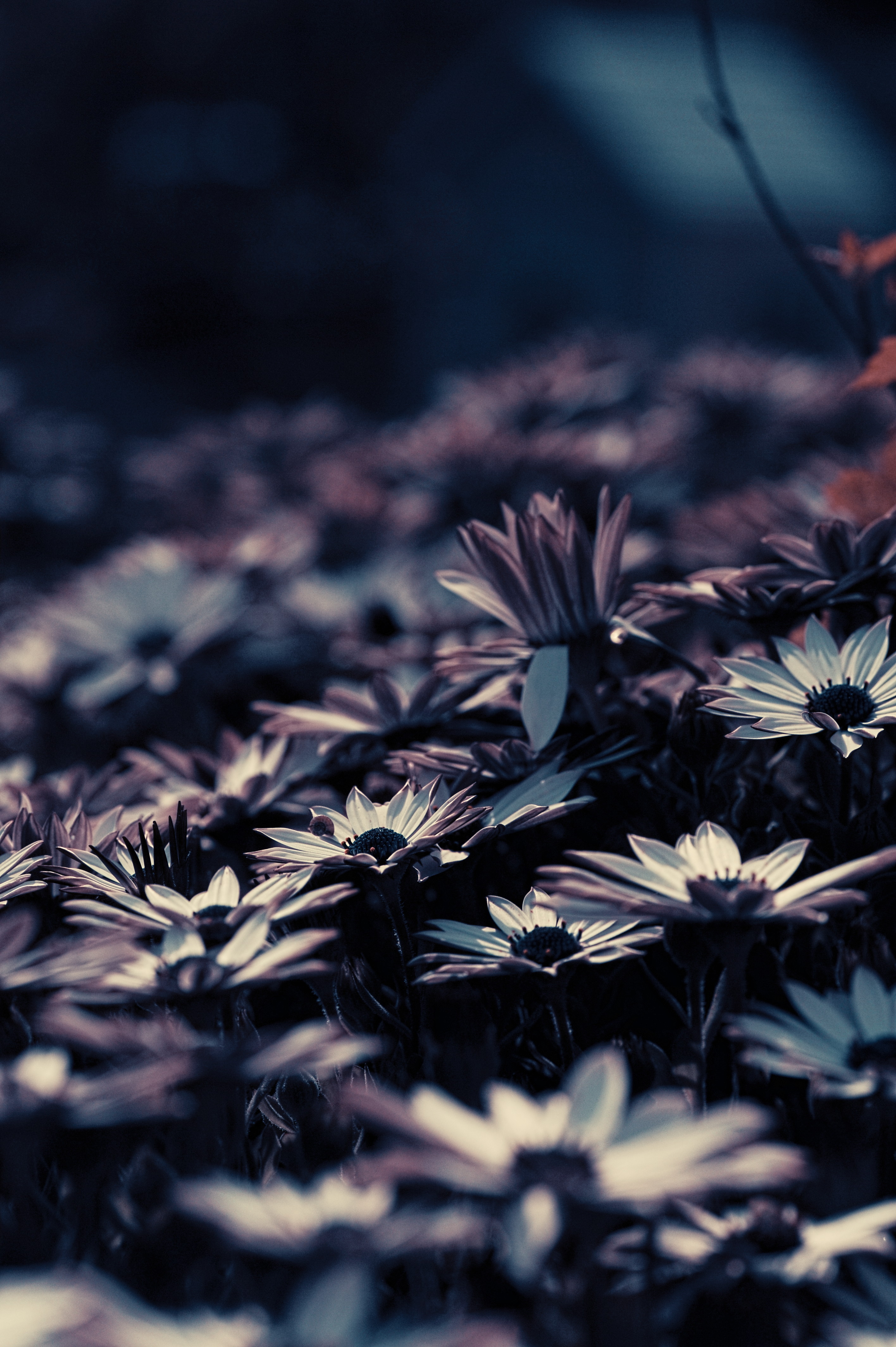 Download mobile wallpaper Flower Bed, Flowerbed, Smooth, Blur, Flowers for free.
