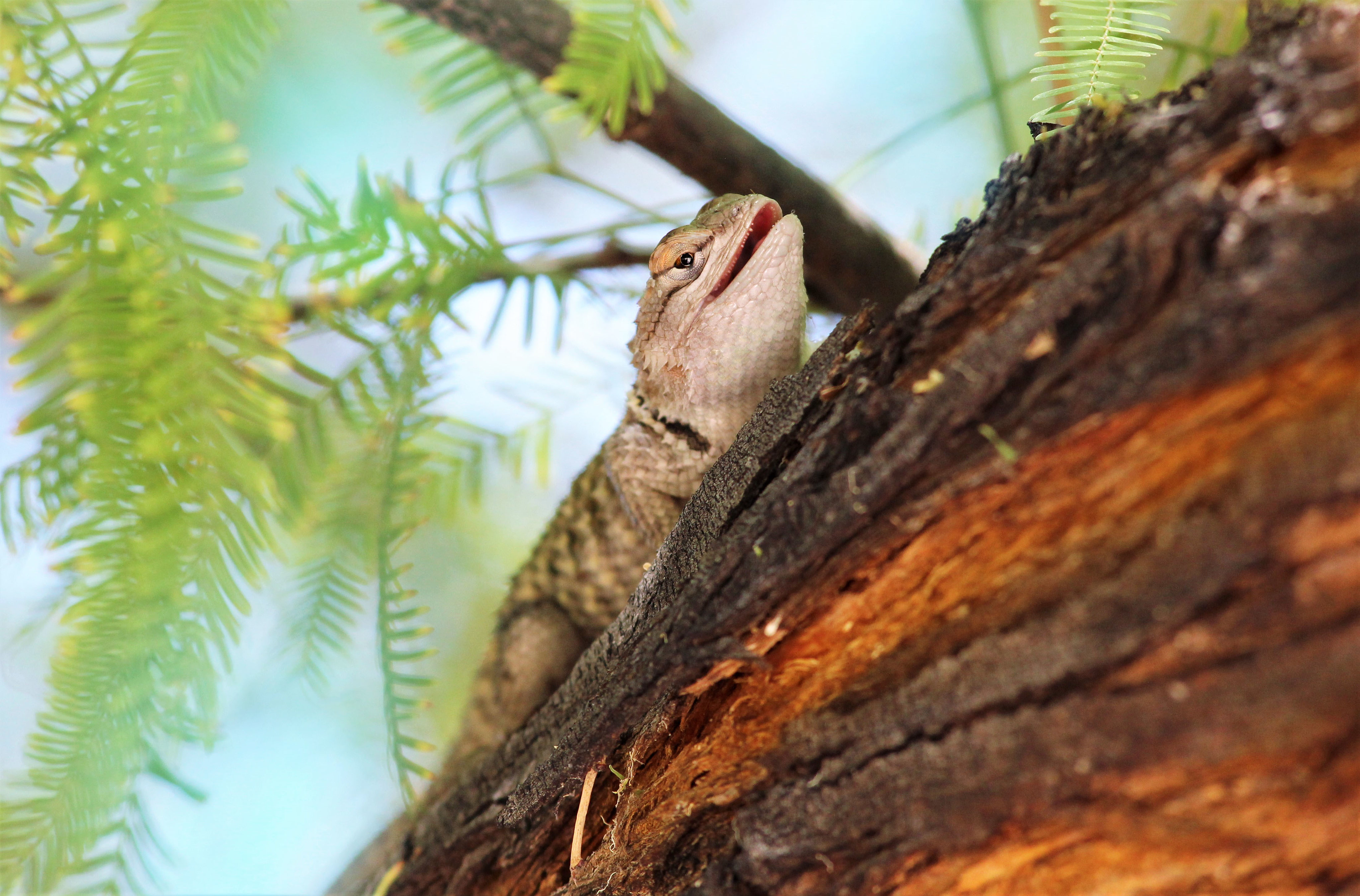Download mobile wallpaper Branch, Animal, Gecko, Animals, Lizard for free.