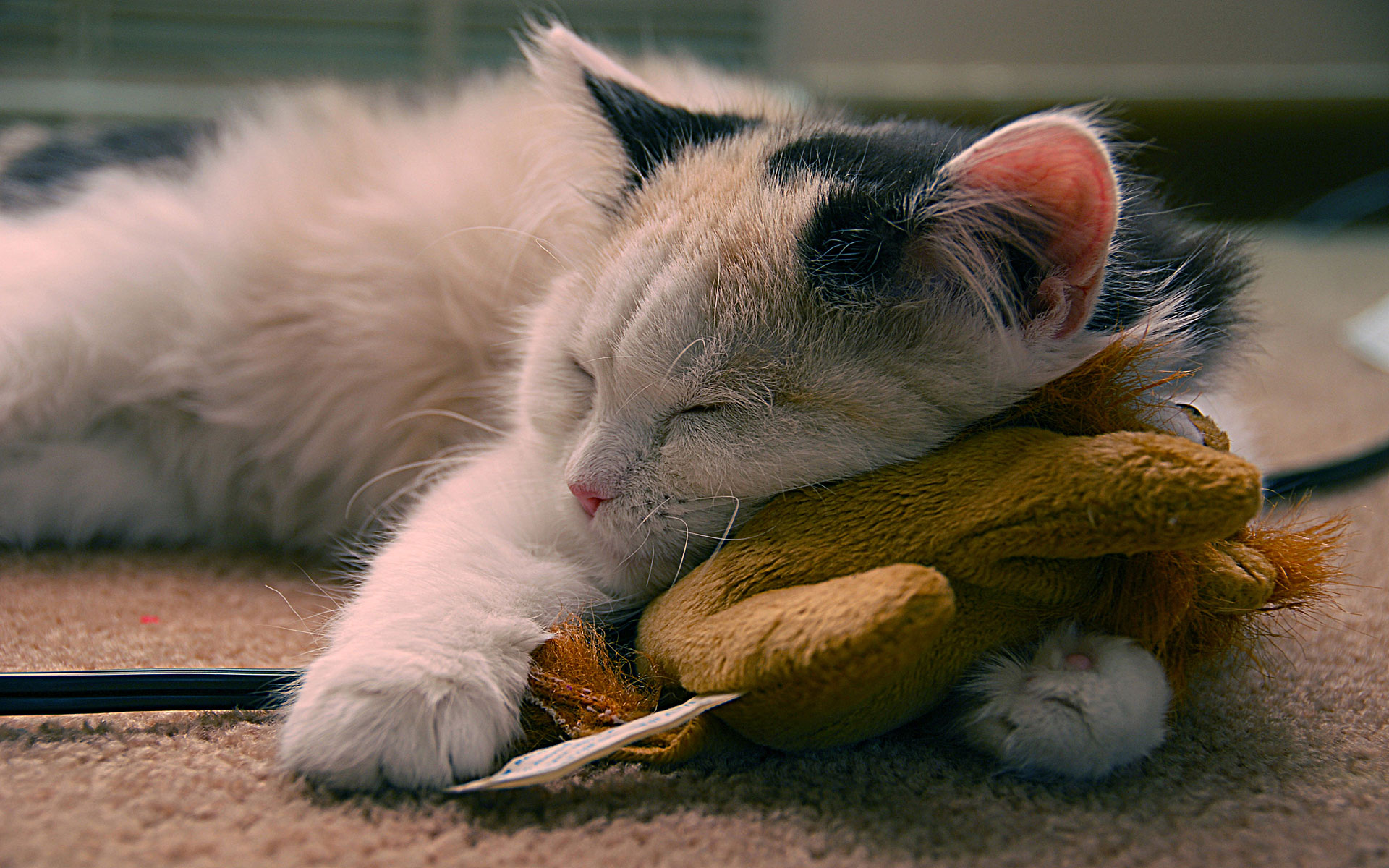 522969 免費下載壁紙 动物, 猫, 可爱, 小猫, 睡眠, 玩具 屏保和圖片