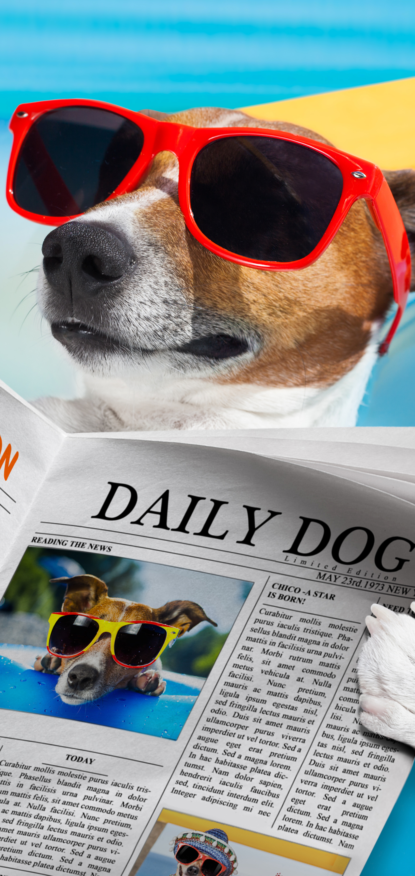 humor, dog, summer, newspaper, sunglasses, jack russell terrier 32K