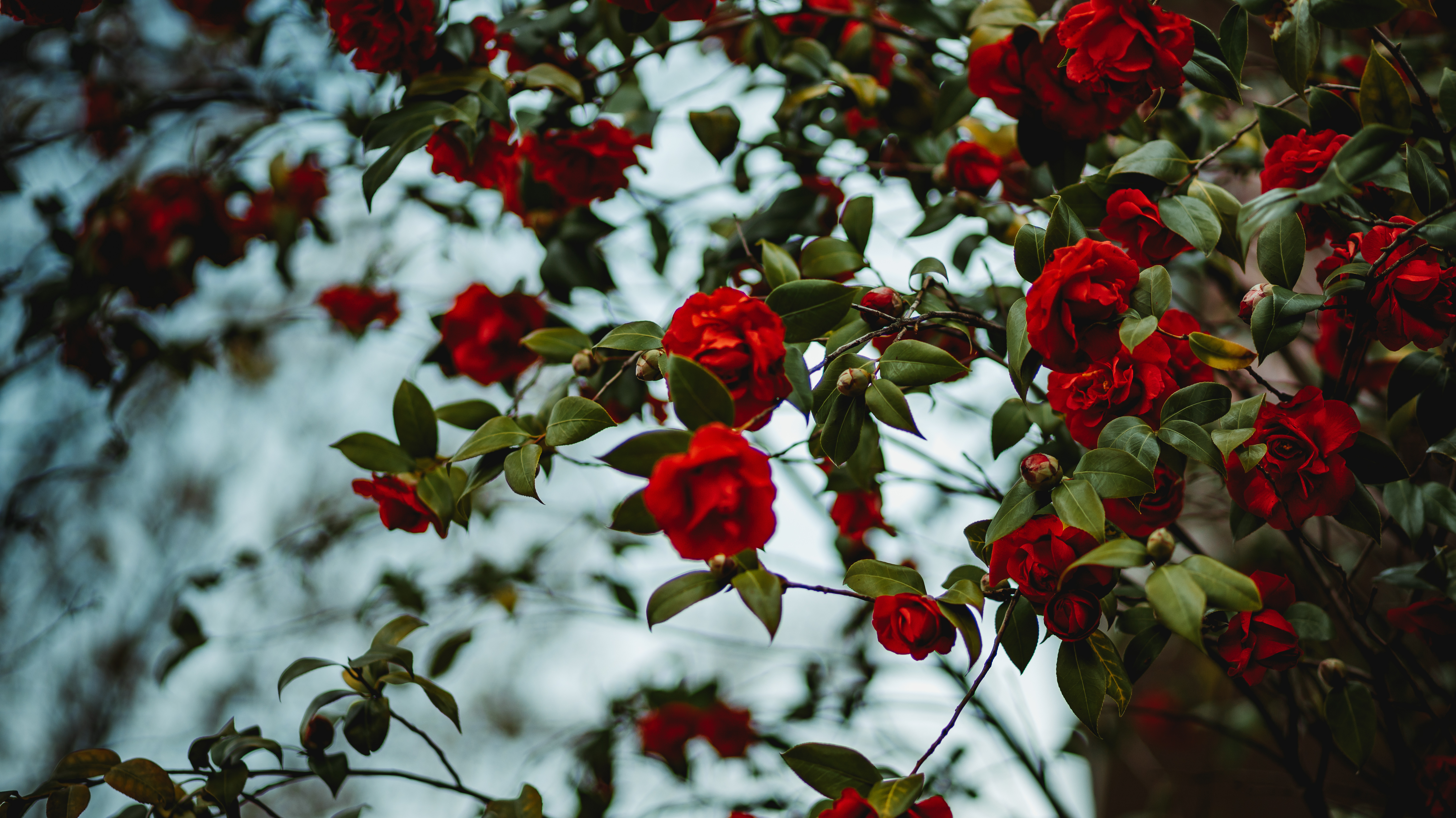 Куст красных роз