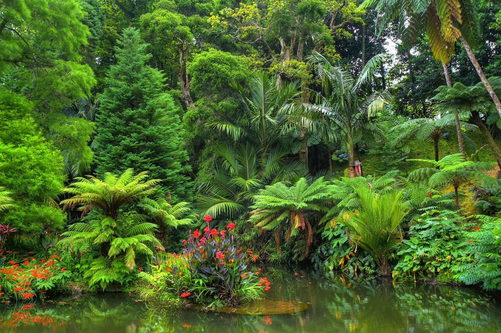 jungle, rainforest, earth, flower, forest, pond, tropical