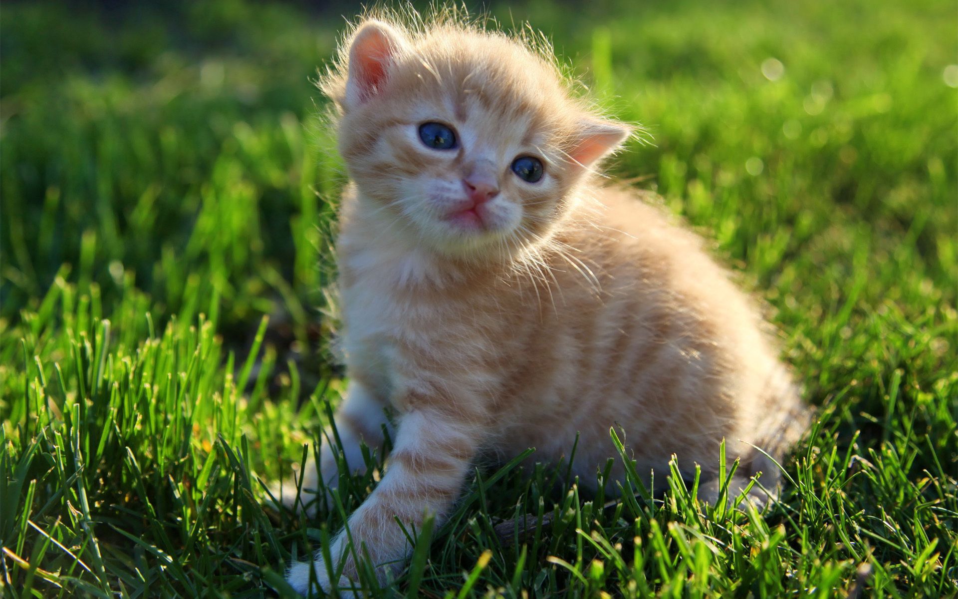kitty, grass, animals, sit, fluffy, kitten