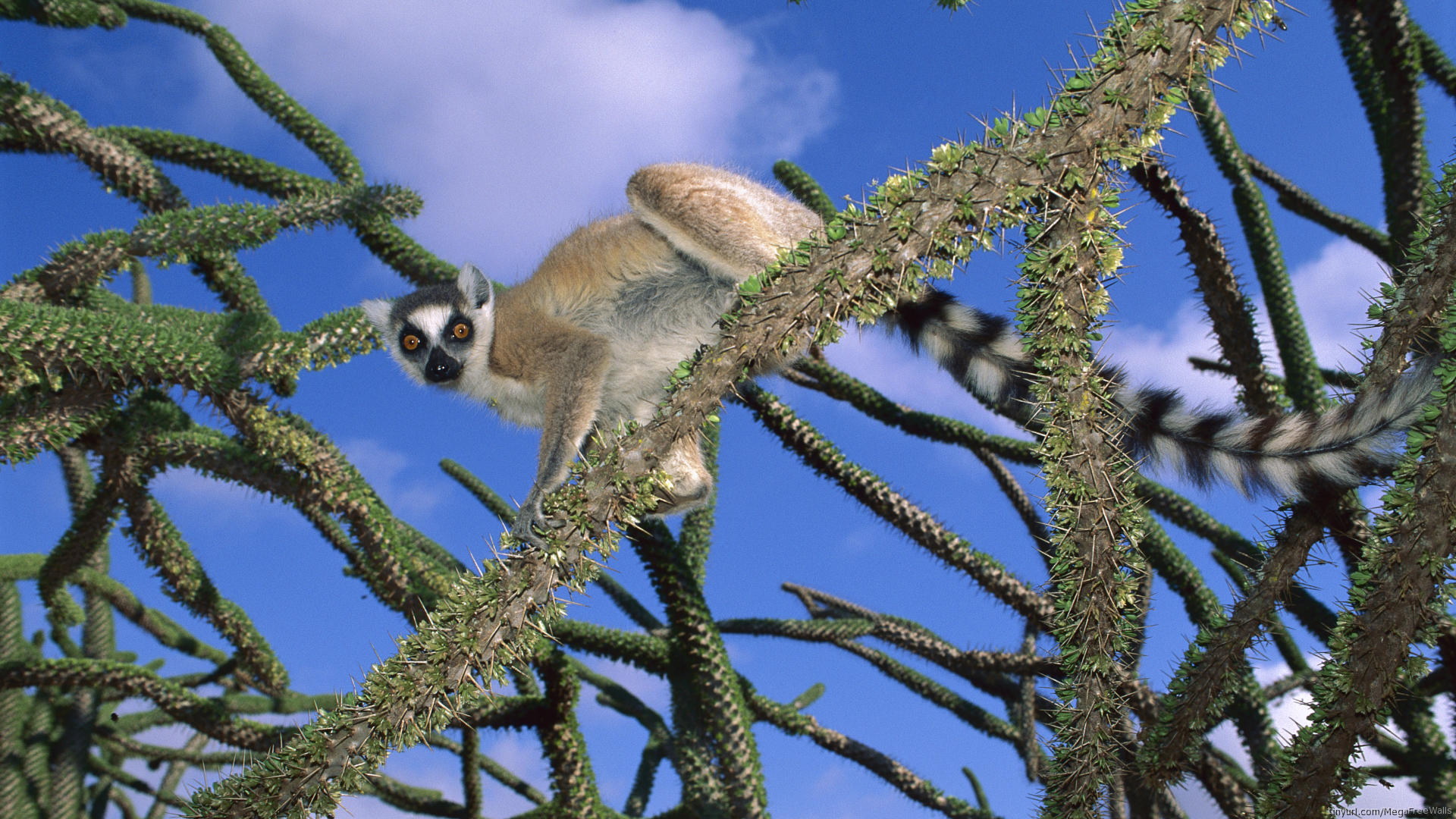 animal, lemur, monkeys Smartphone Background