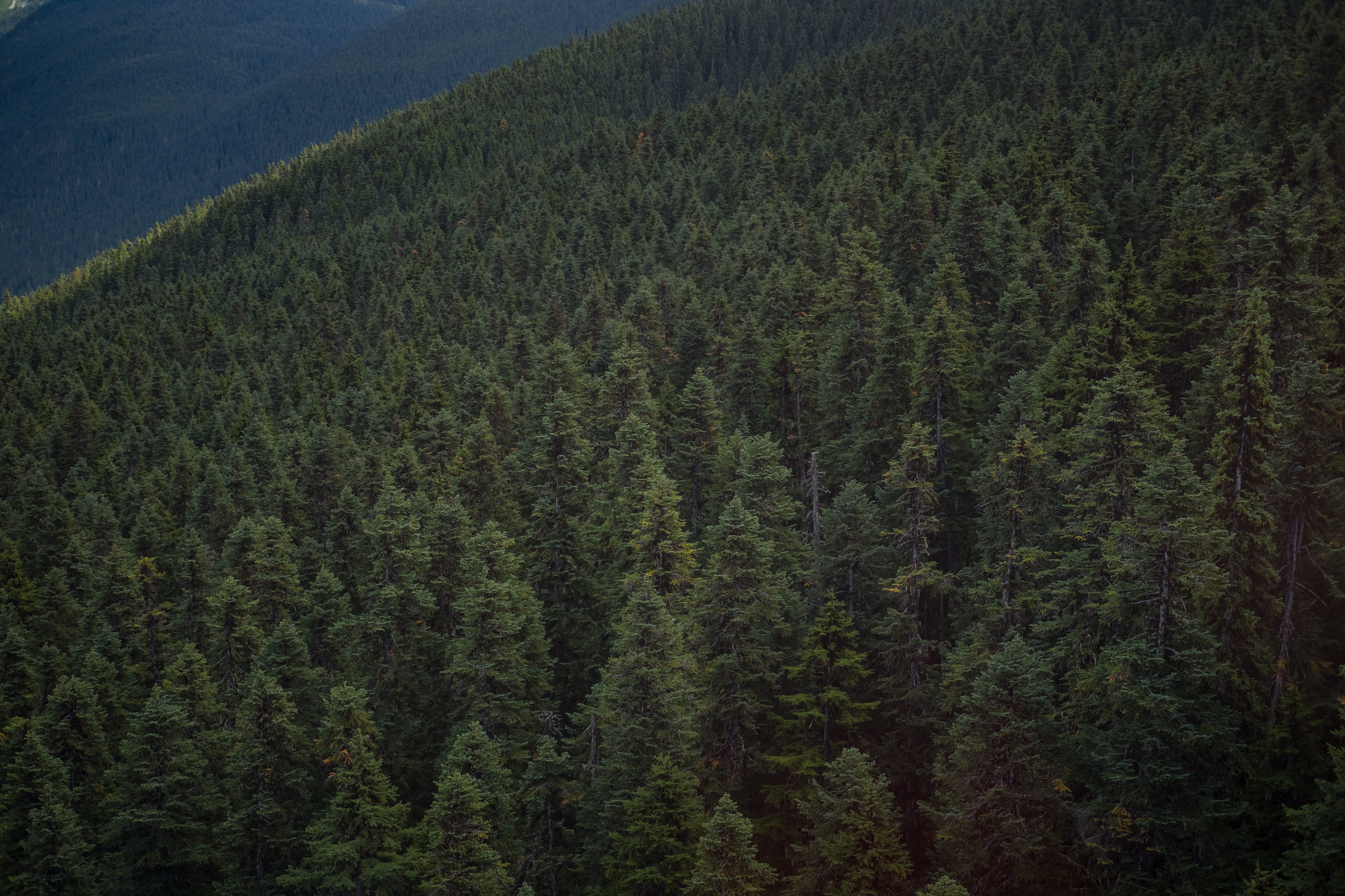 無料モバイル壁紙自然, カナダ, 森林, 森, 標高, ウィスラーをダウンロードします。