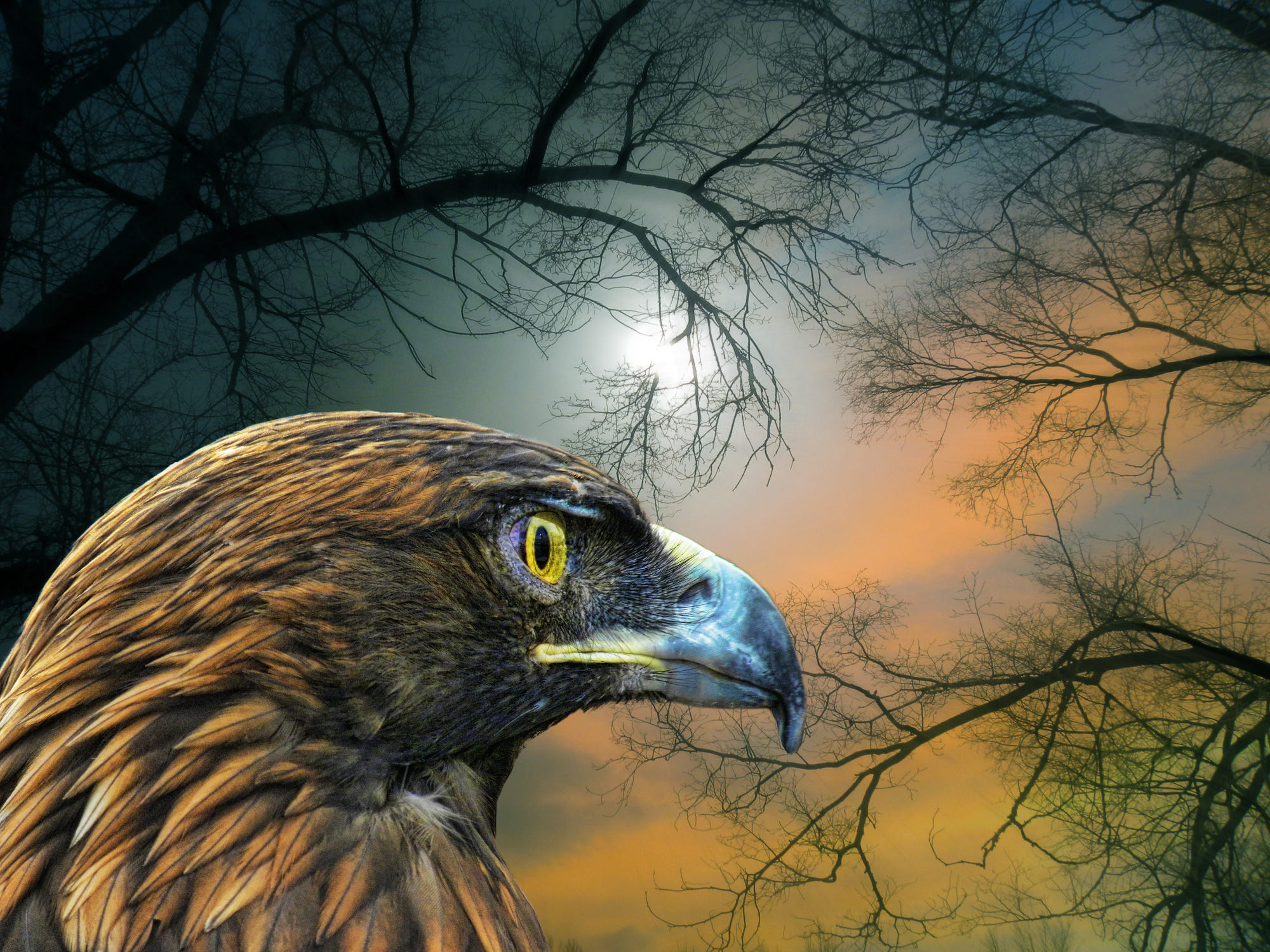 eagle, animal, golden eagle, head, night, birds High Definition image