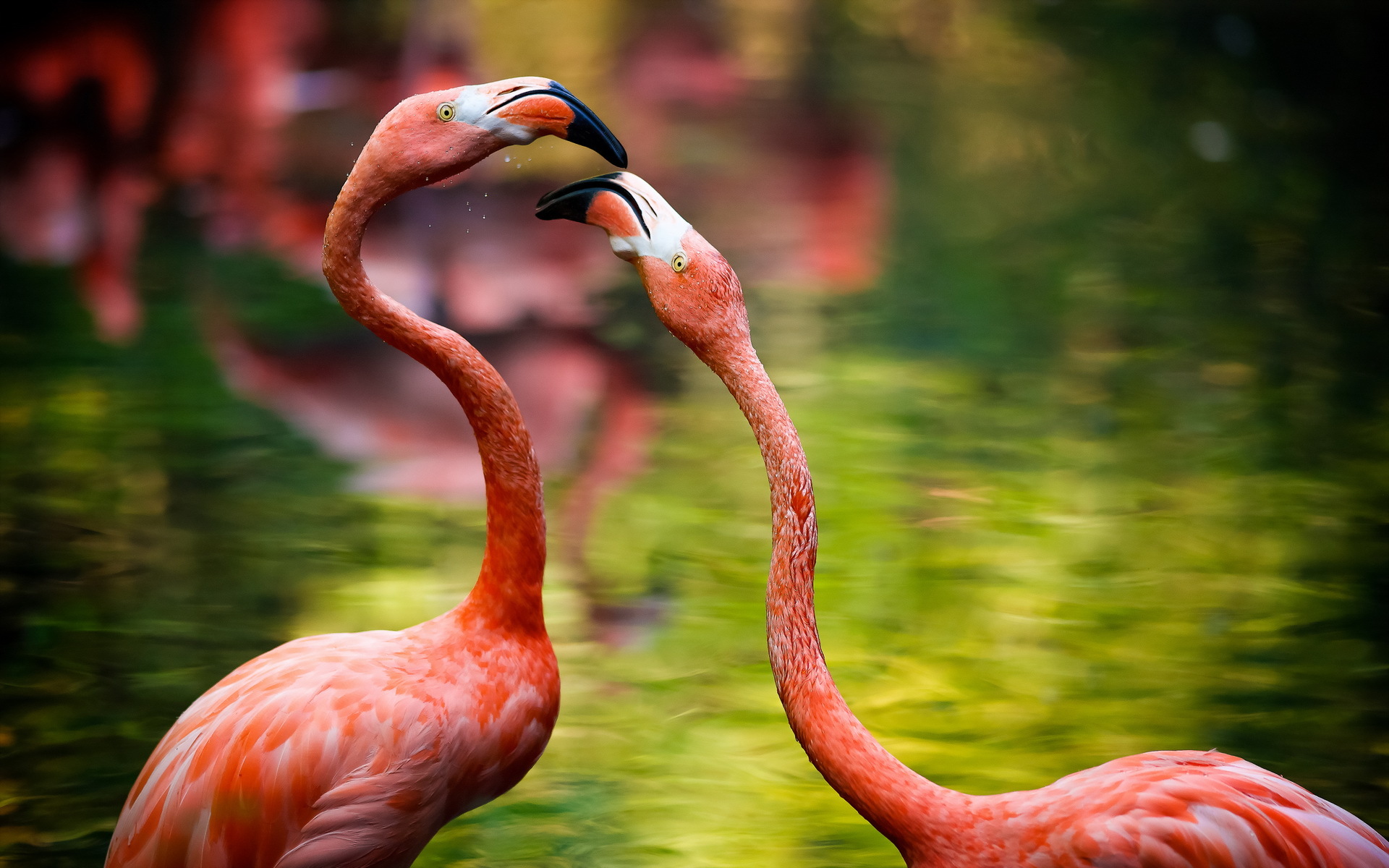  Flamingo Tablet Wallpapers