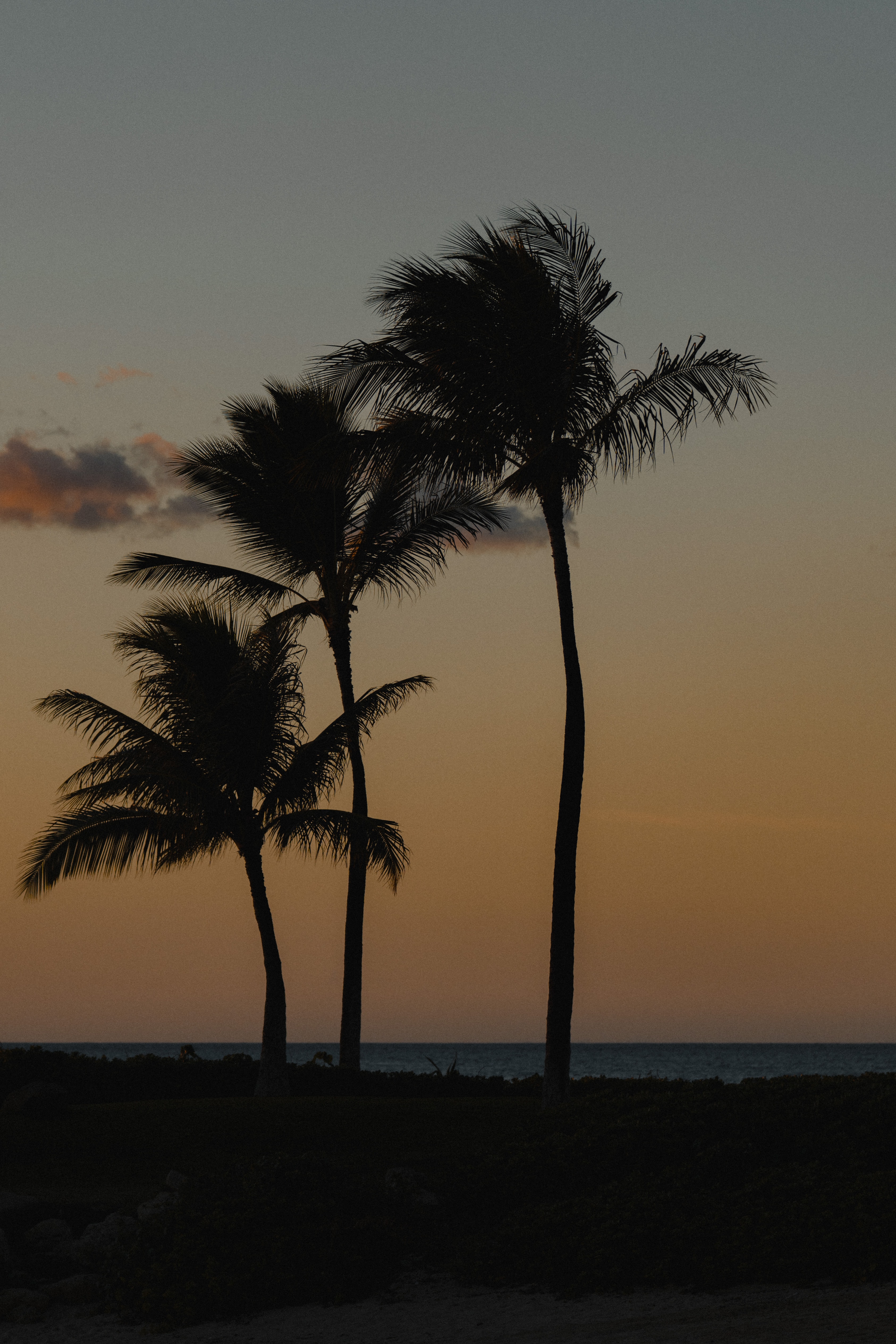 Download mobile wallpaper Dusk, Twilight, Evening, Nature, Palms, Beach for free.