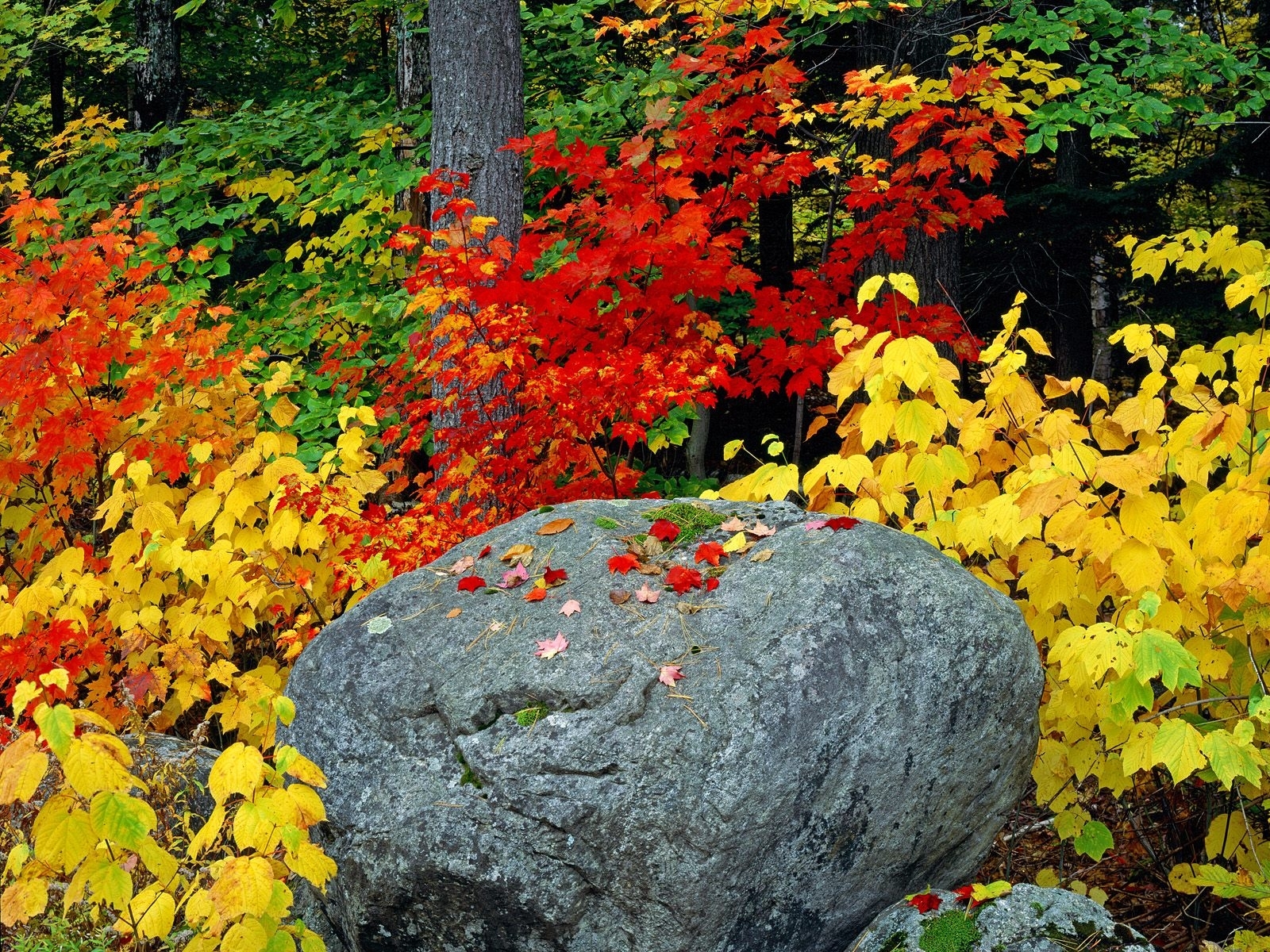 Скачать картинку Камни, Листья, Пейзаж, Растения, Осень в телефон бесплатно.