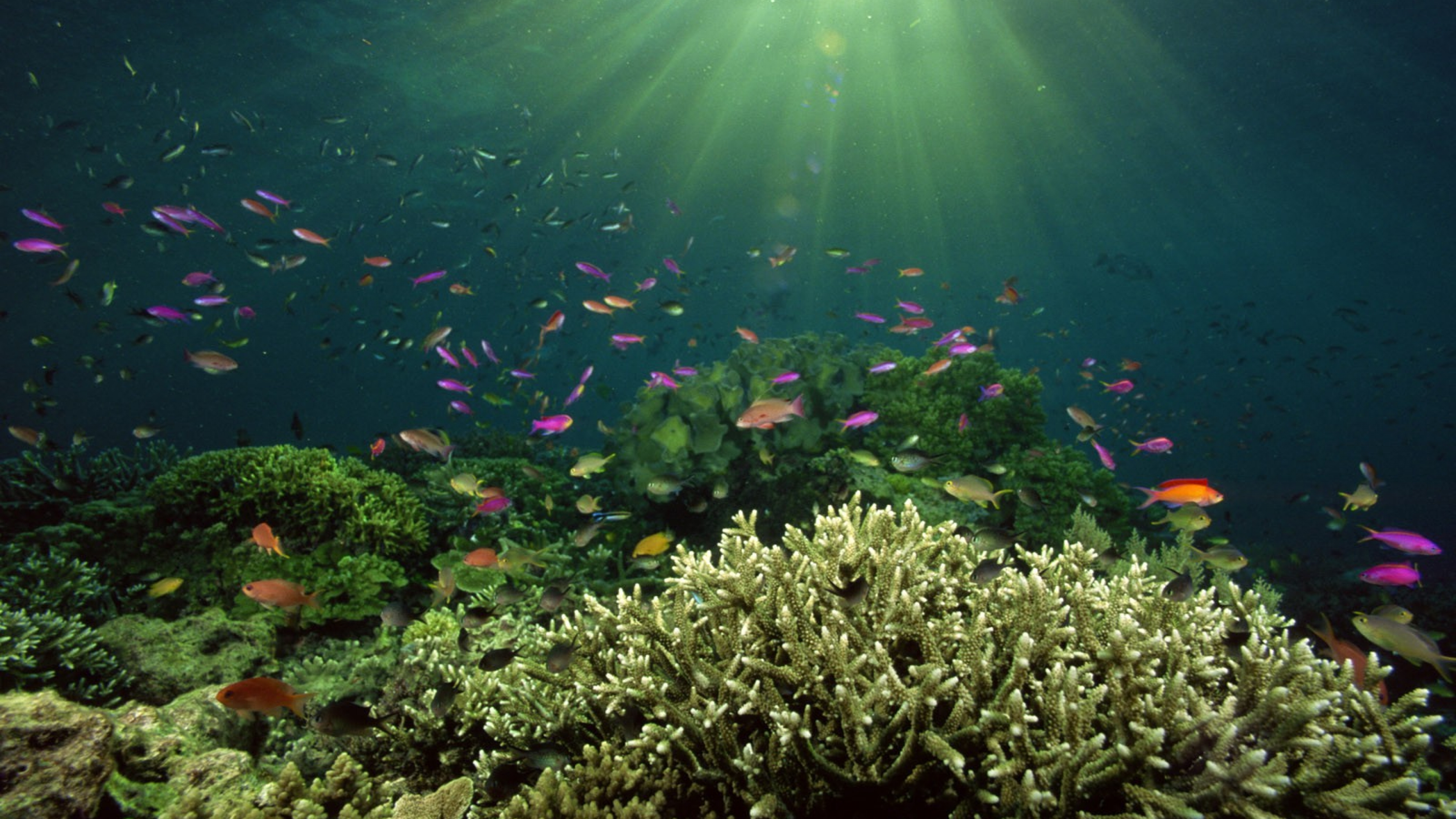 Жизнь морского океана. Подводный мир. Морское дно. Дно океана. Красивое Морское дно.