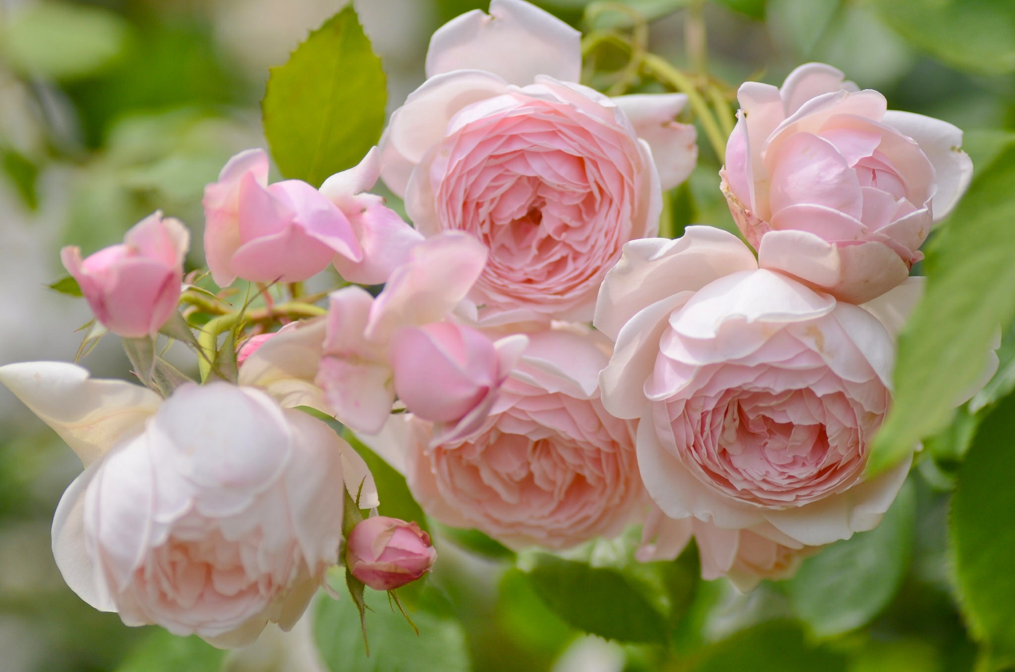 Куст английской розы фото