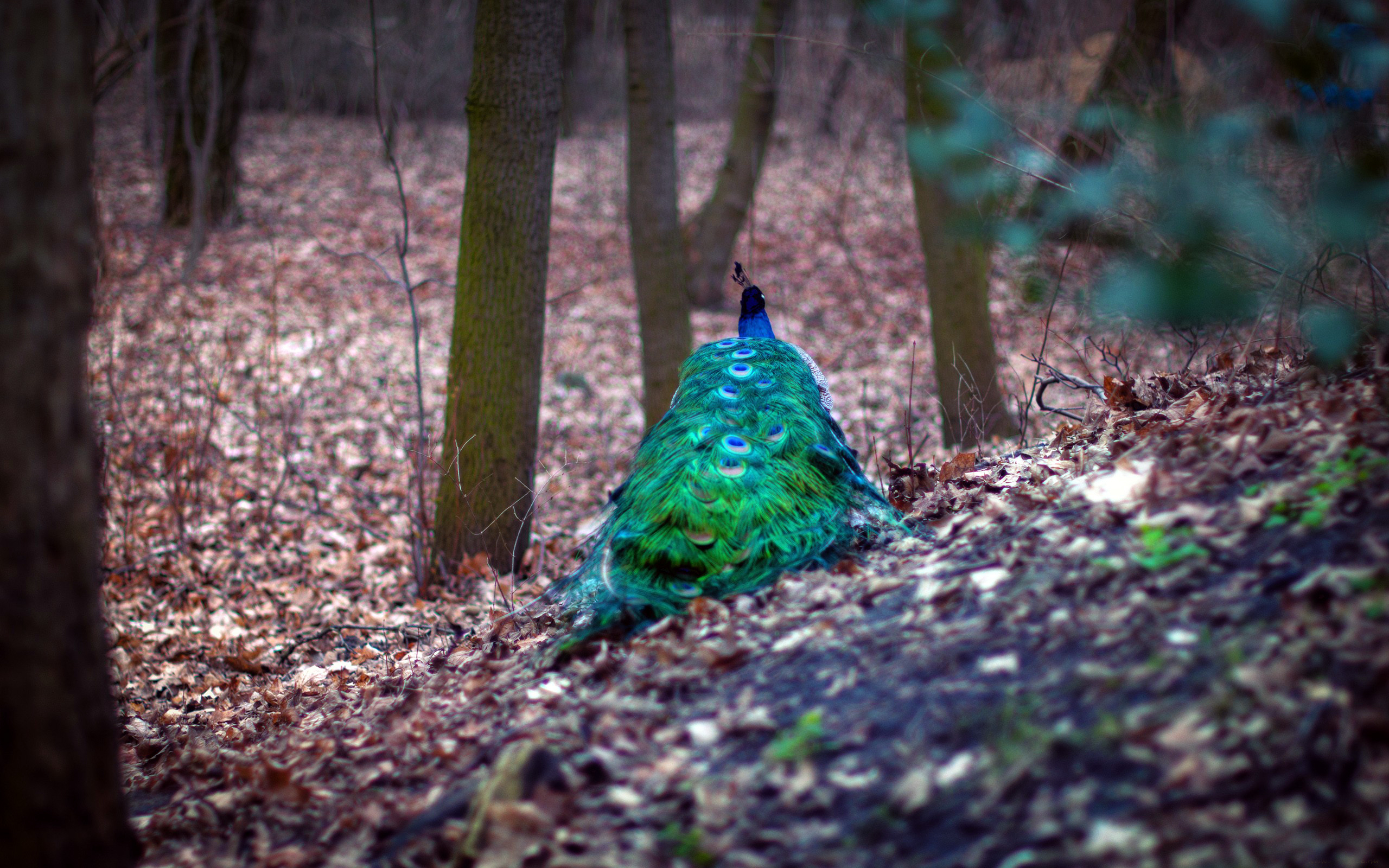 Forest tail. Павлин в лесу. Картинки на рабочий стол Павлин. Павлиний лес Плака. Птица Павлин обои на рабочий стол.