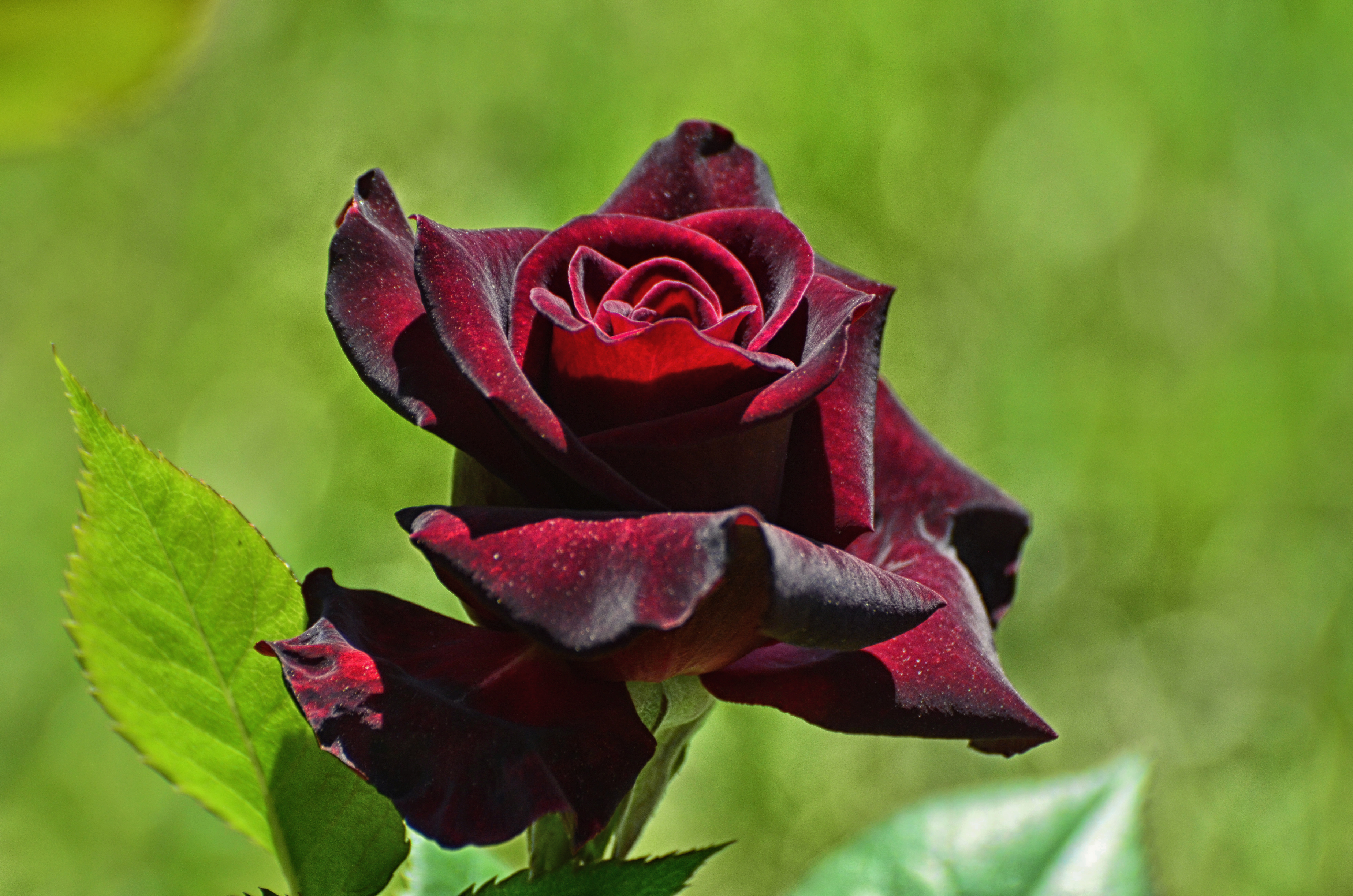 Благородные розы. Розы темно бордовые чайно гибридные.