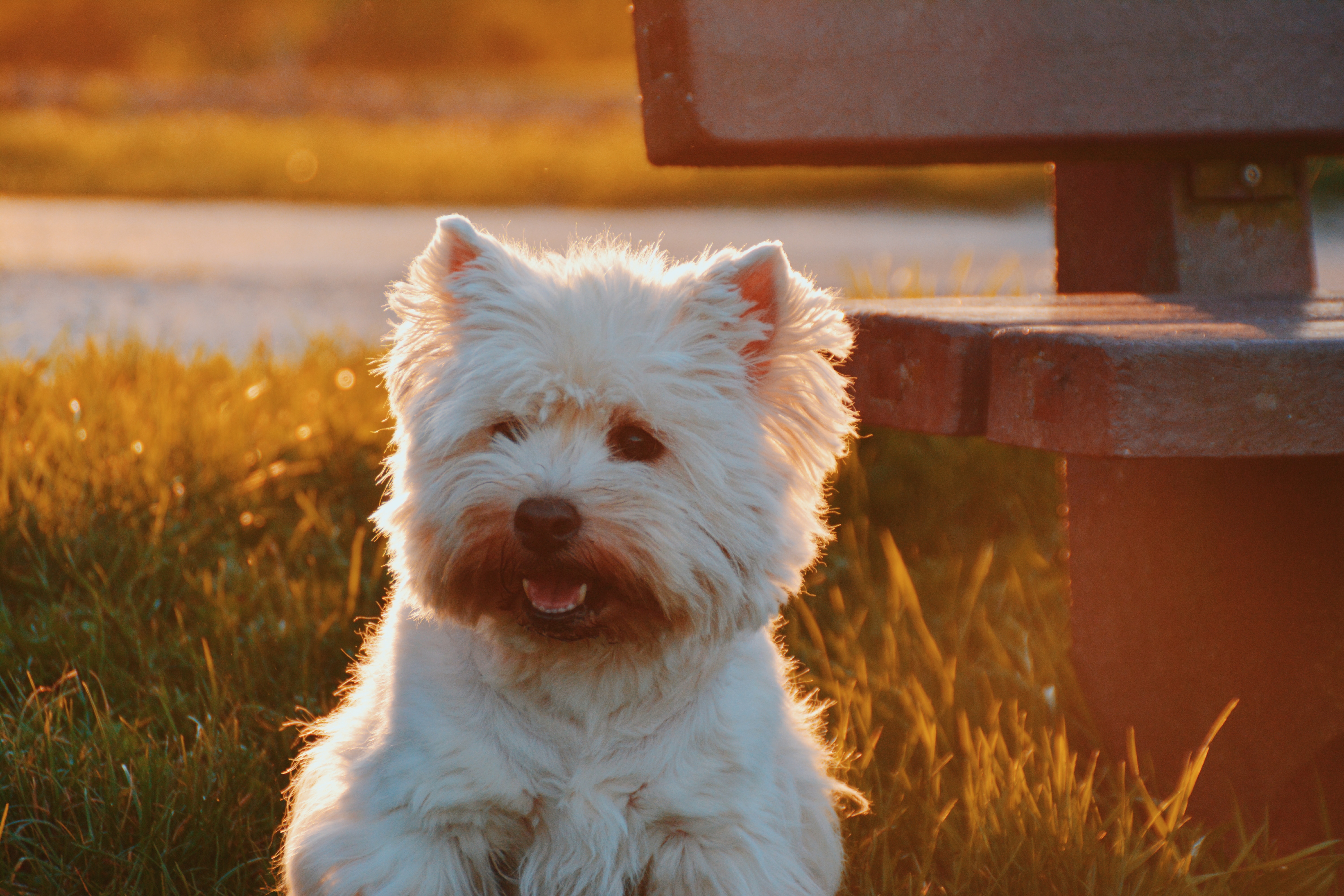 Laden Sie das Flauschige, Tiere, Grass, Hund-Bild kostenlos auf Ihren PC-Desktop herunter