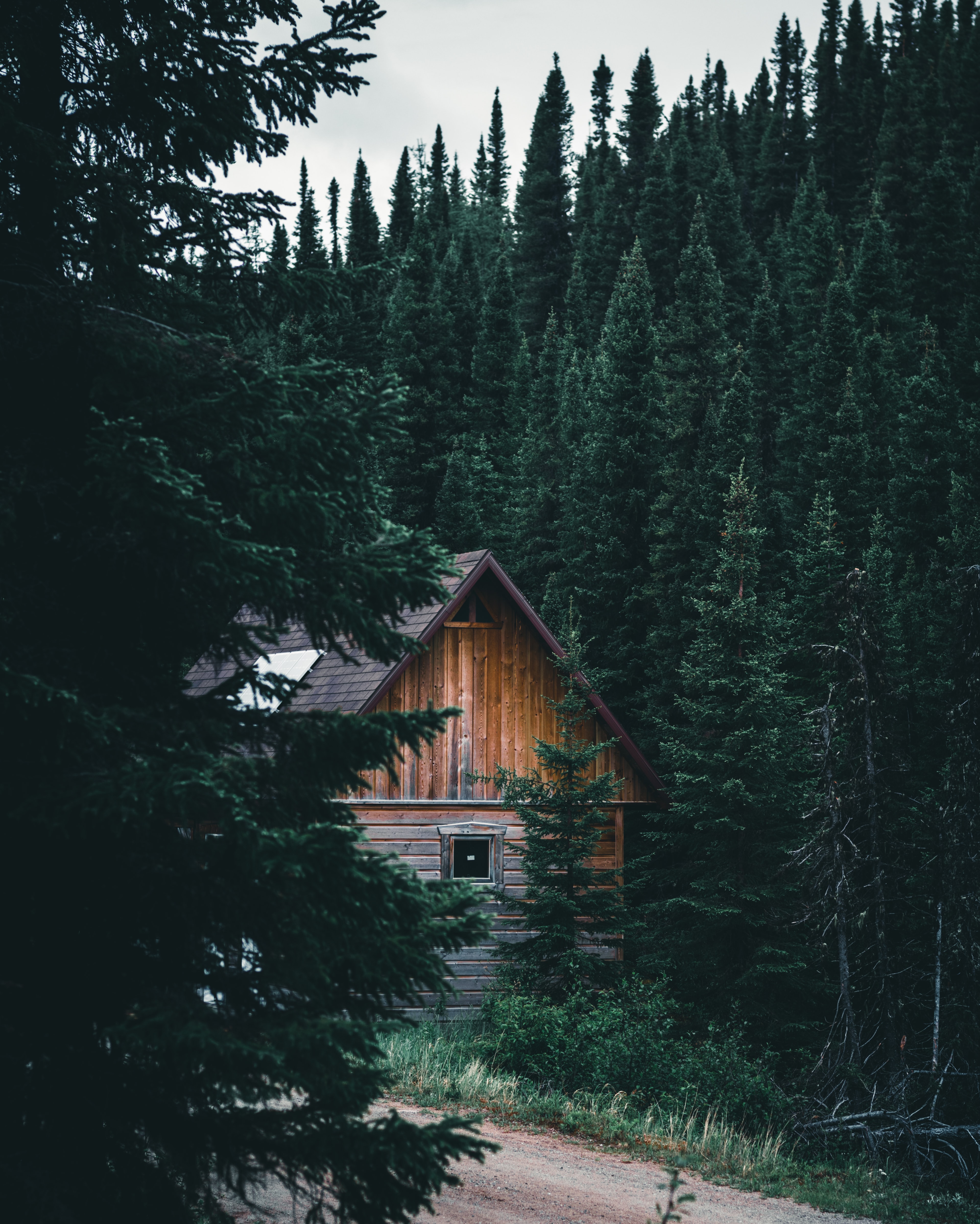 nature, forest, branches, house, spruce, fir, hut 1080p