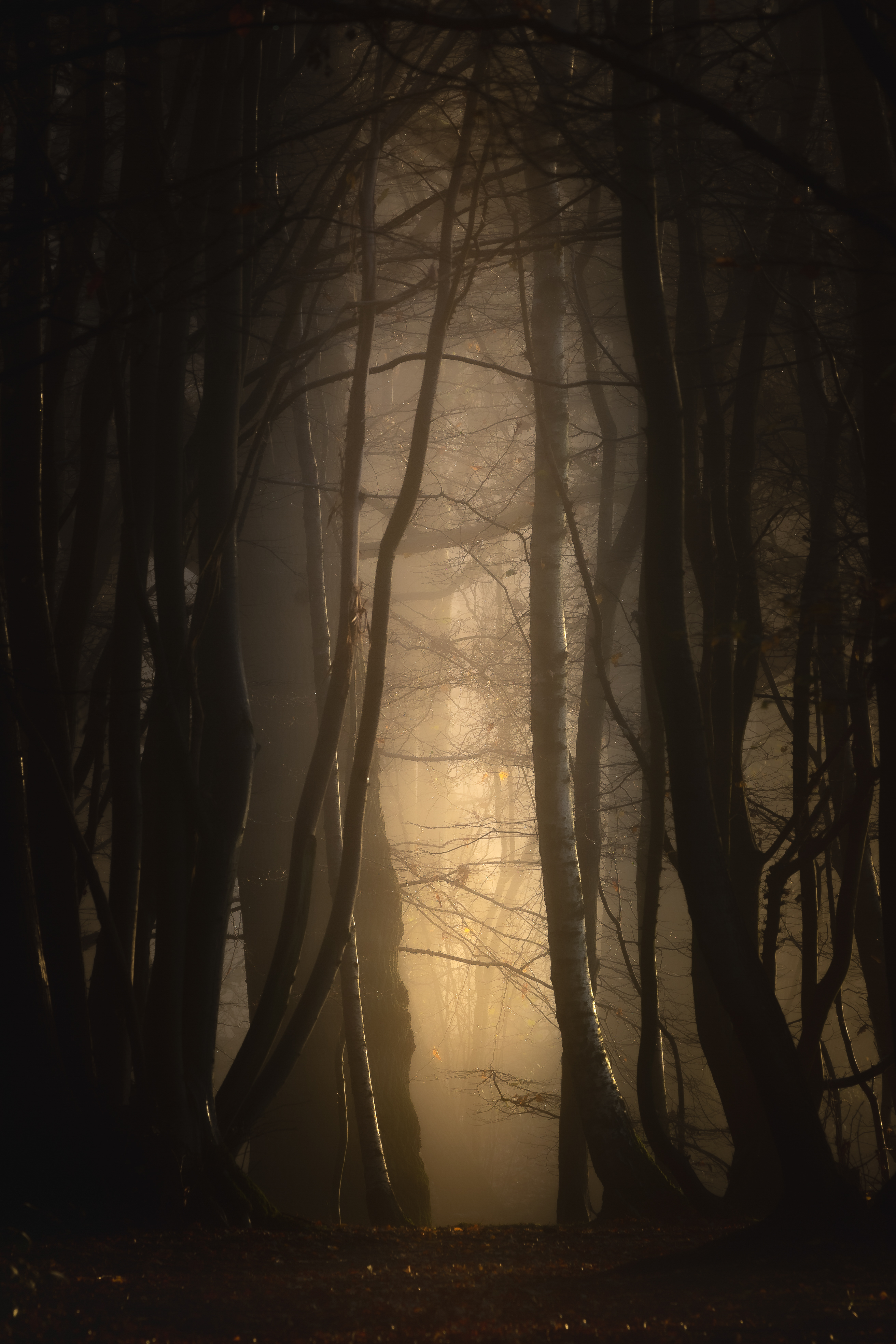 trees, darkness, nature, twilight, forest, fog, dusk