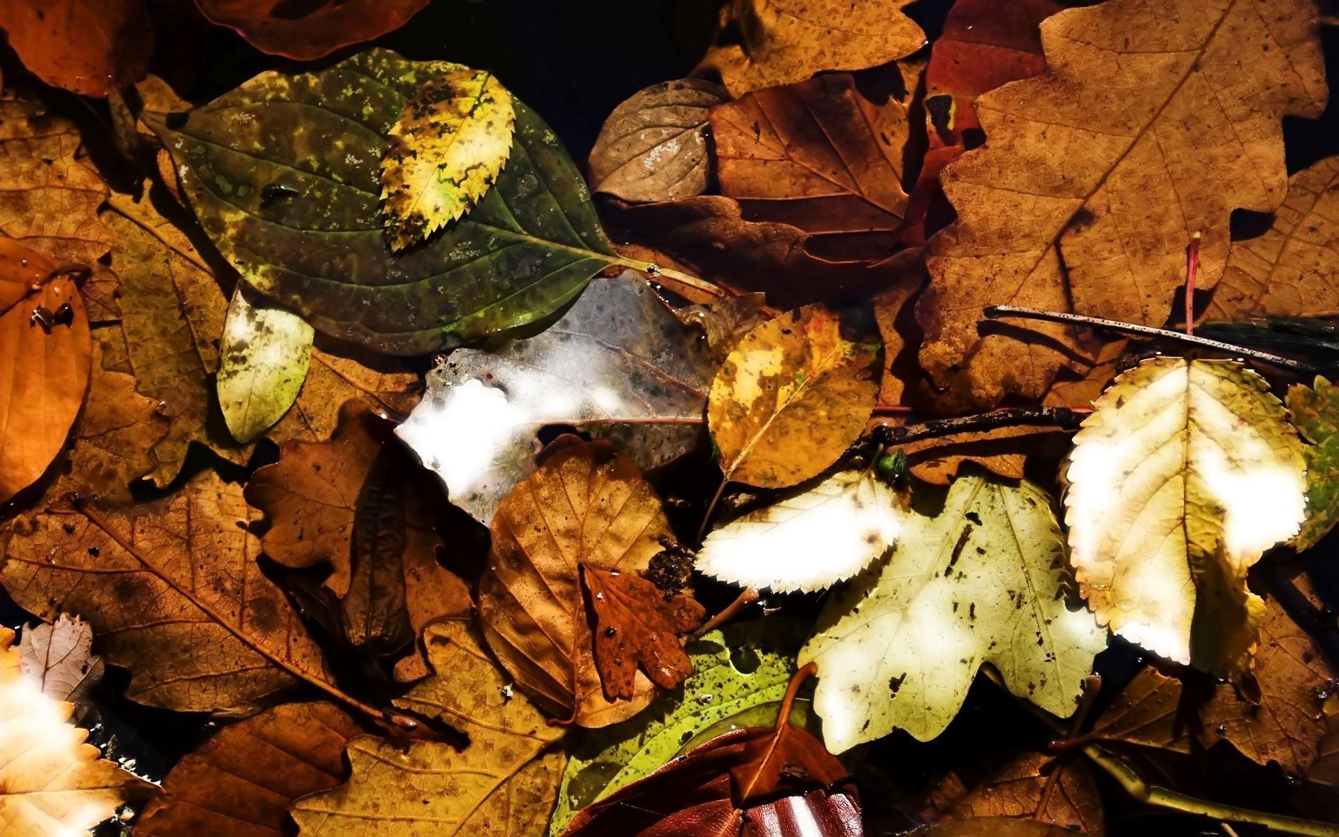 Download mobile wallpaper Lot, Dry, Fallen, Autumn, Leaves, Nature for free.