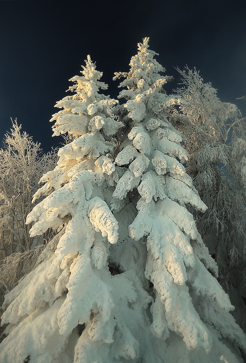 Download mobile wallpaper Snow, Winter, Fir Trees, Plants, Trees for free.