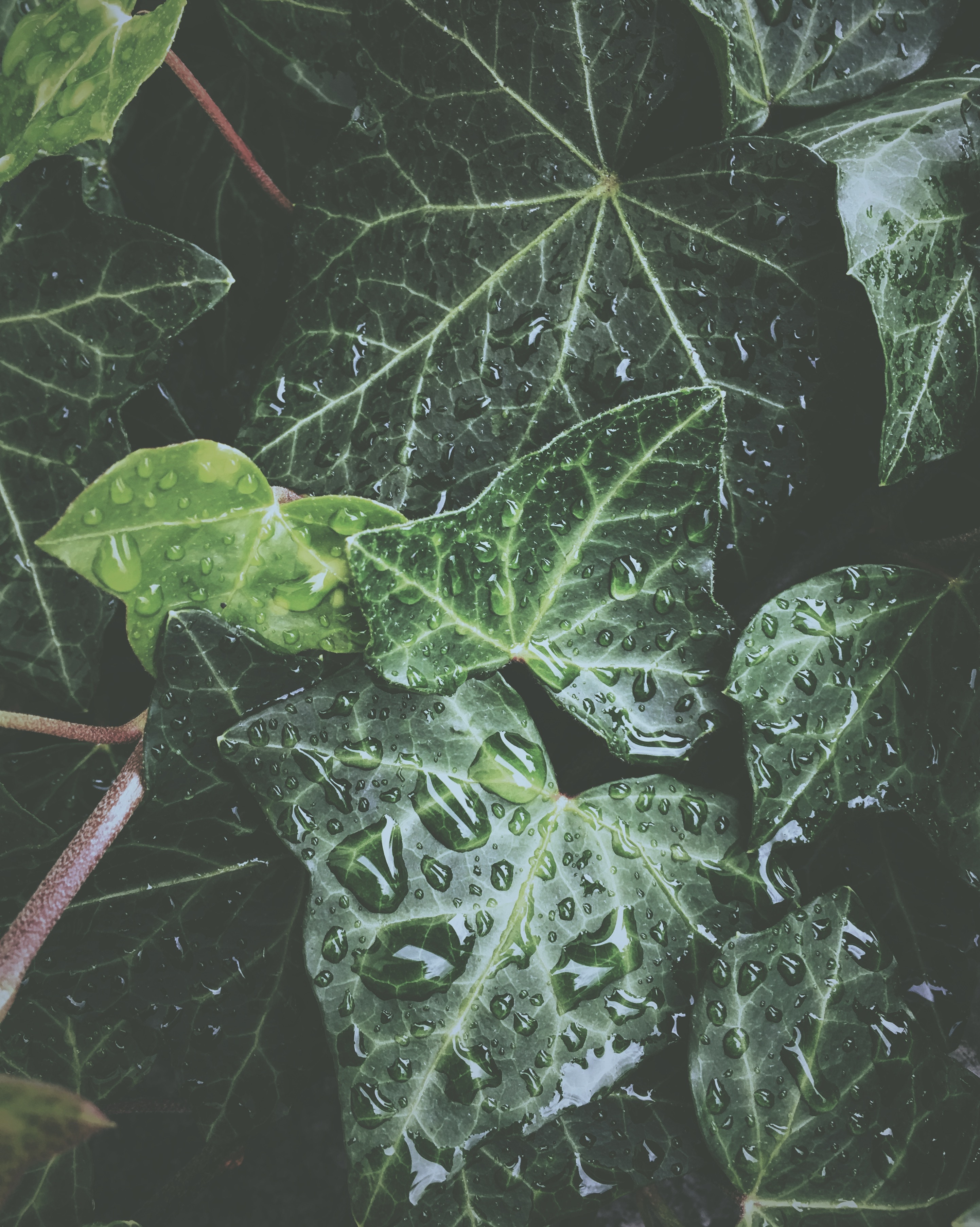 glossy, exotic, water, leaves, drops, plant, macro, surface, dew cellphone