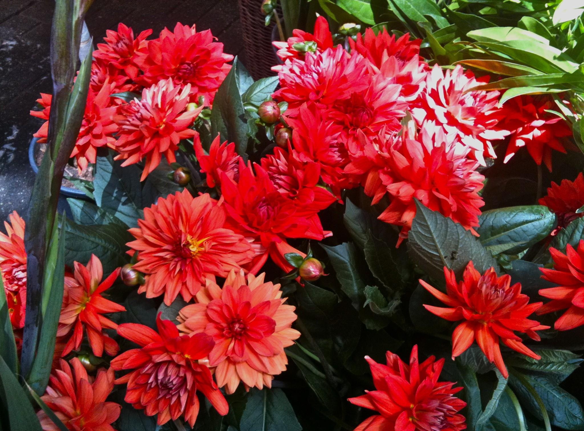 Windows Backgrounds flowerbed, flowers, red, flower bed, dahlias