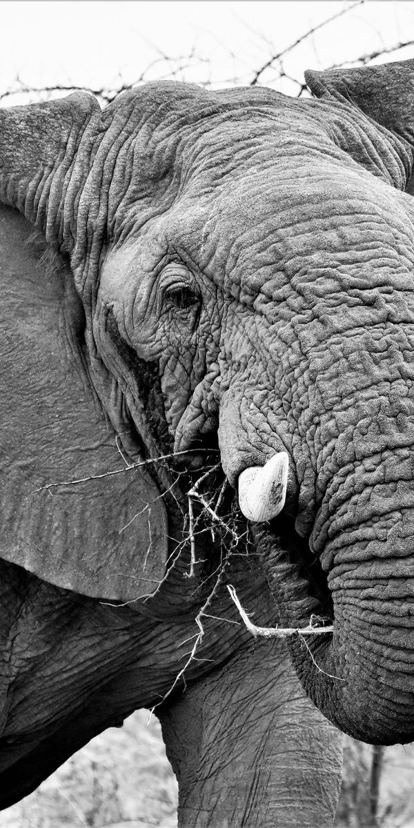 Слоновые уши. Слоны. Уши слона. Слоновья кожа. Африканские слоны.