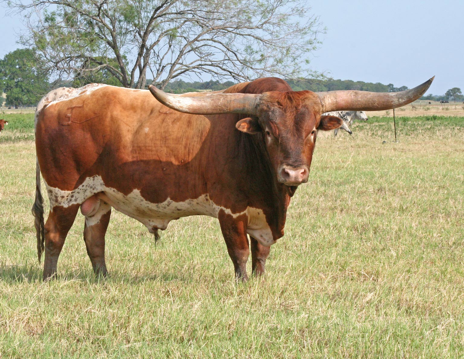 animal, longhorn cattle, cattle wallpaper for mobile