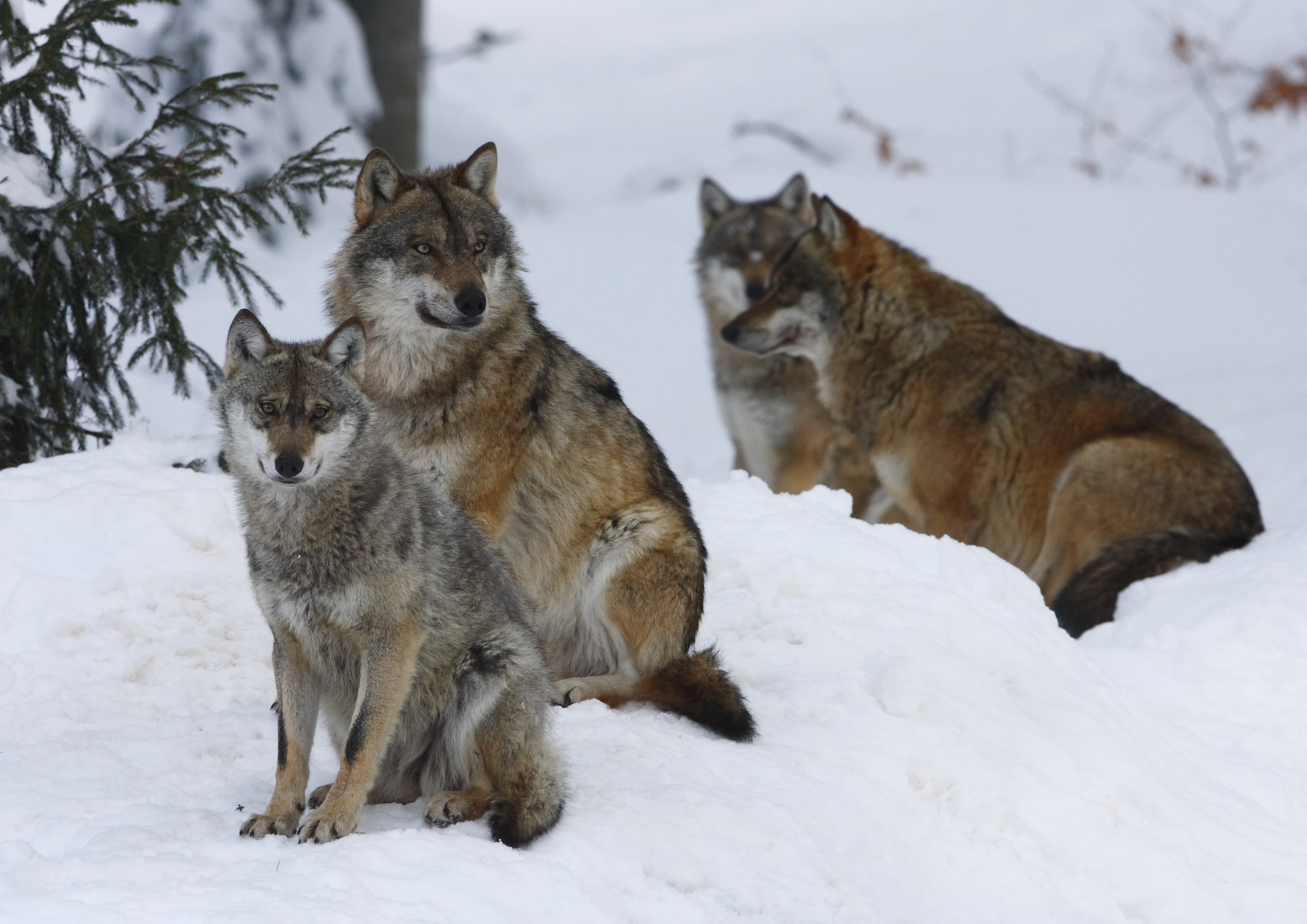 animals, wolfs, winter, snow, forest, flock desktop HD wallpaper