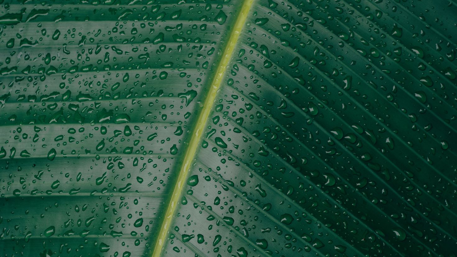 Лист зеленого цвета