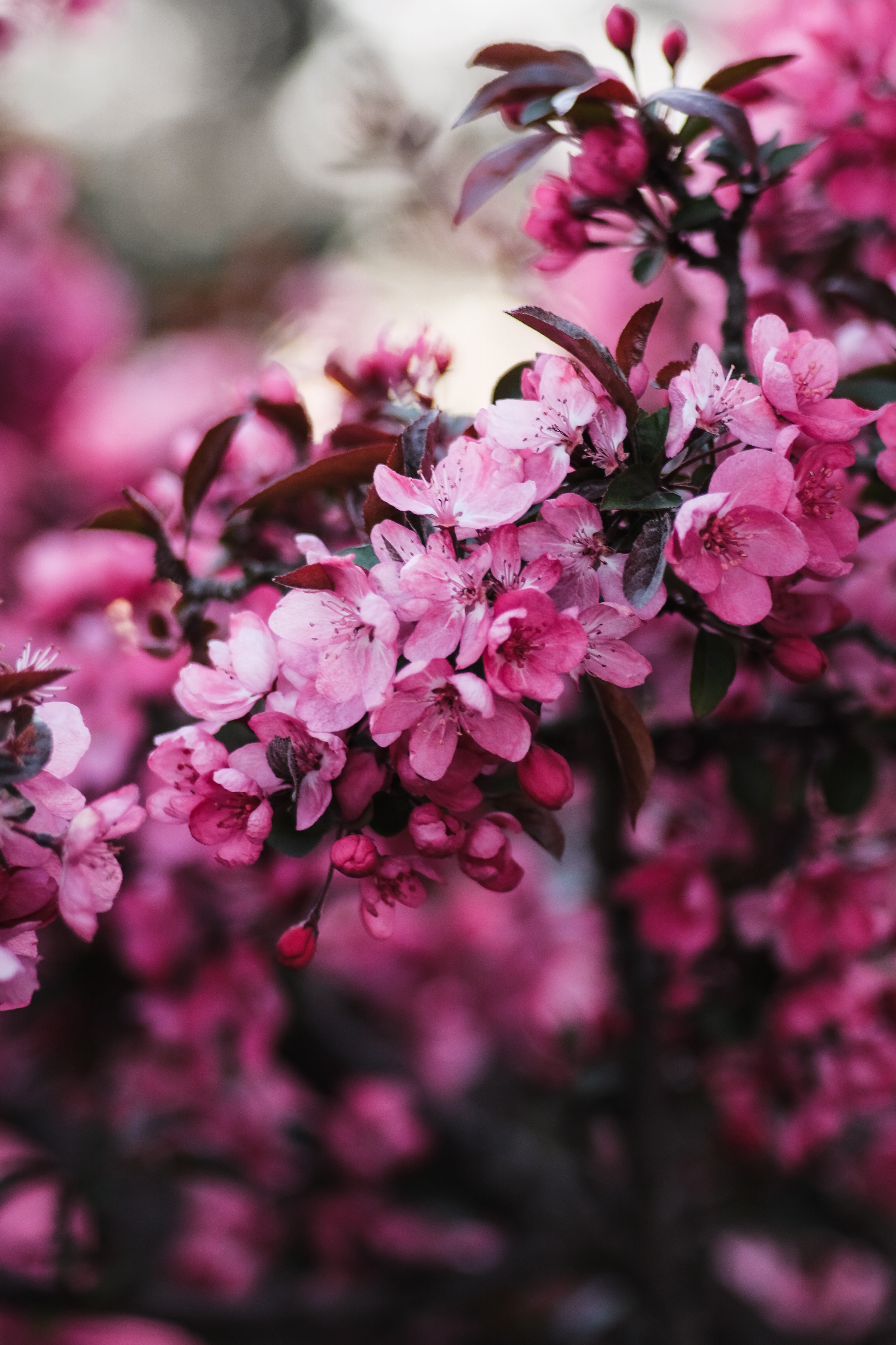 131051壁紙のダウンロードフラワーズ, ピンク, ブランチ, 枝, 咲く, 開花-スクリーンセーバーと写真を無料で