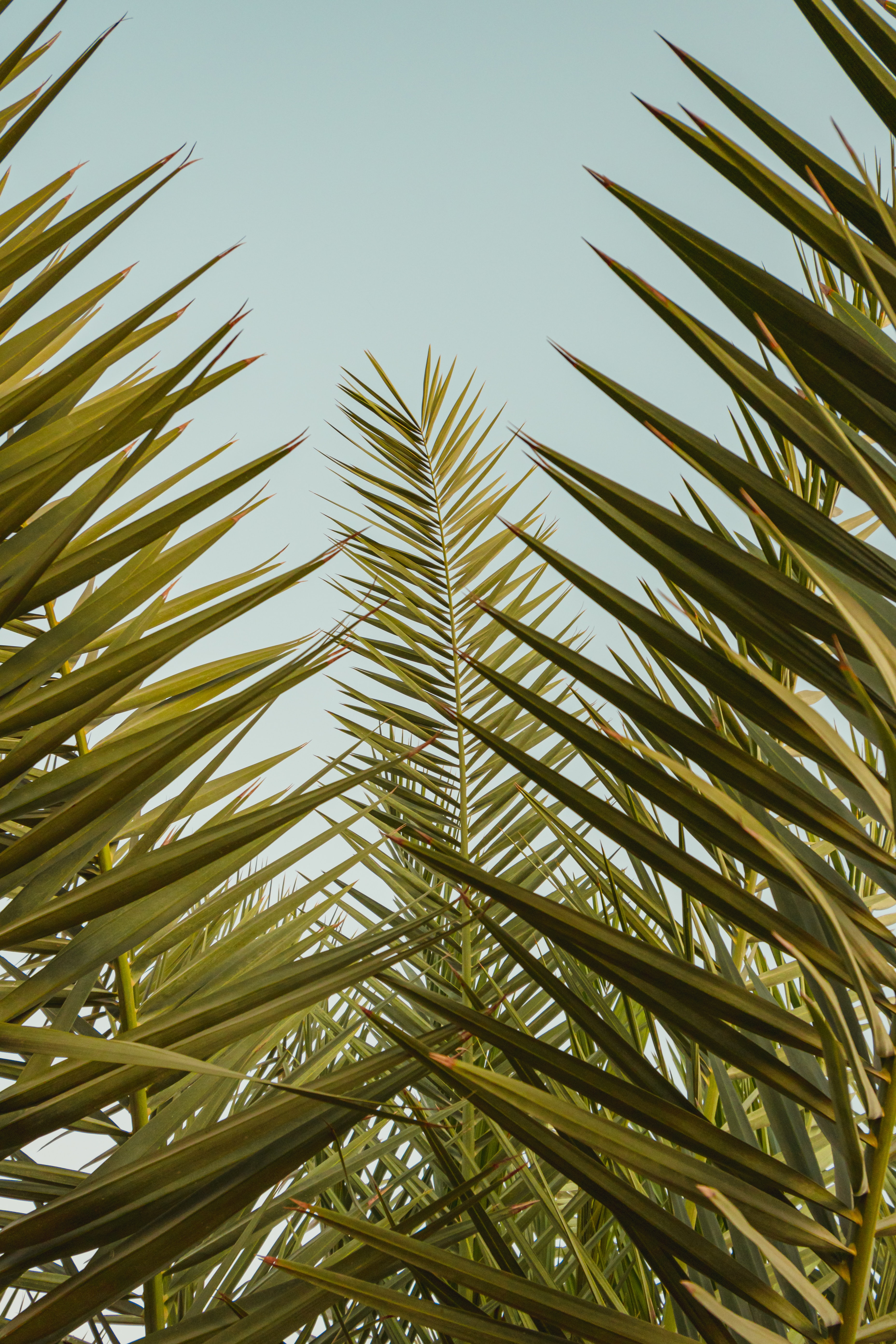 branch, leaves, sky, nature, palm, branches 8K