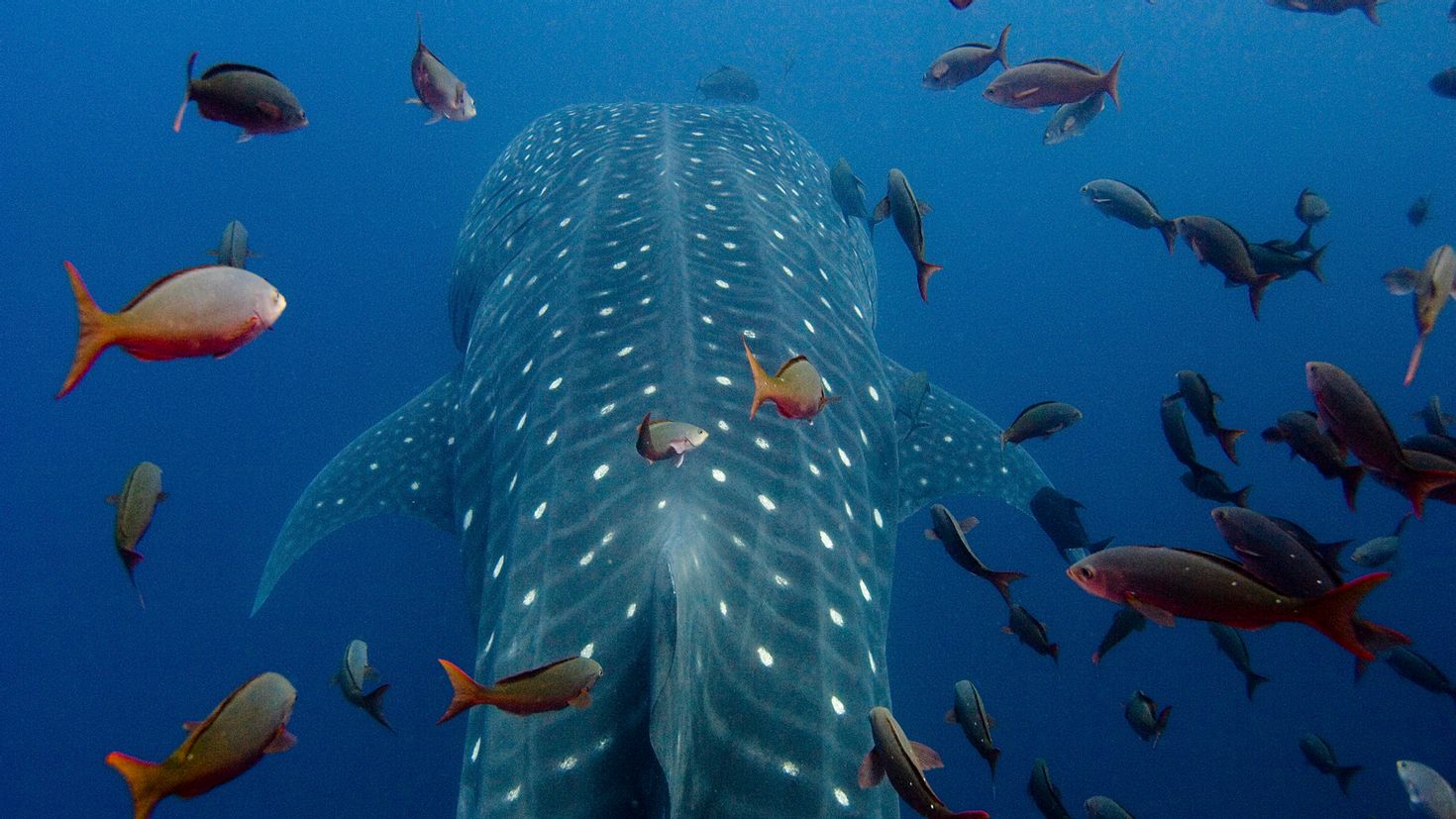 Большая рыба картинки. Китовая акула. Гигантская китовая акула. Подводный мир акула китовая. Китовая акула планктон.