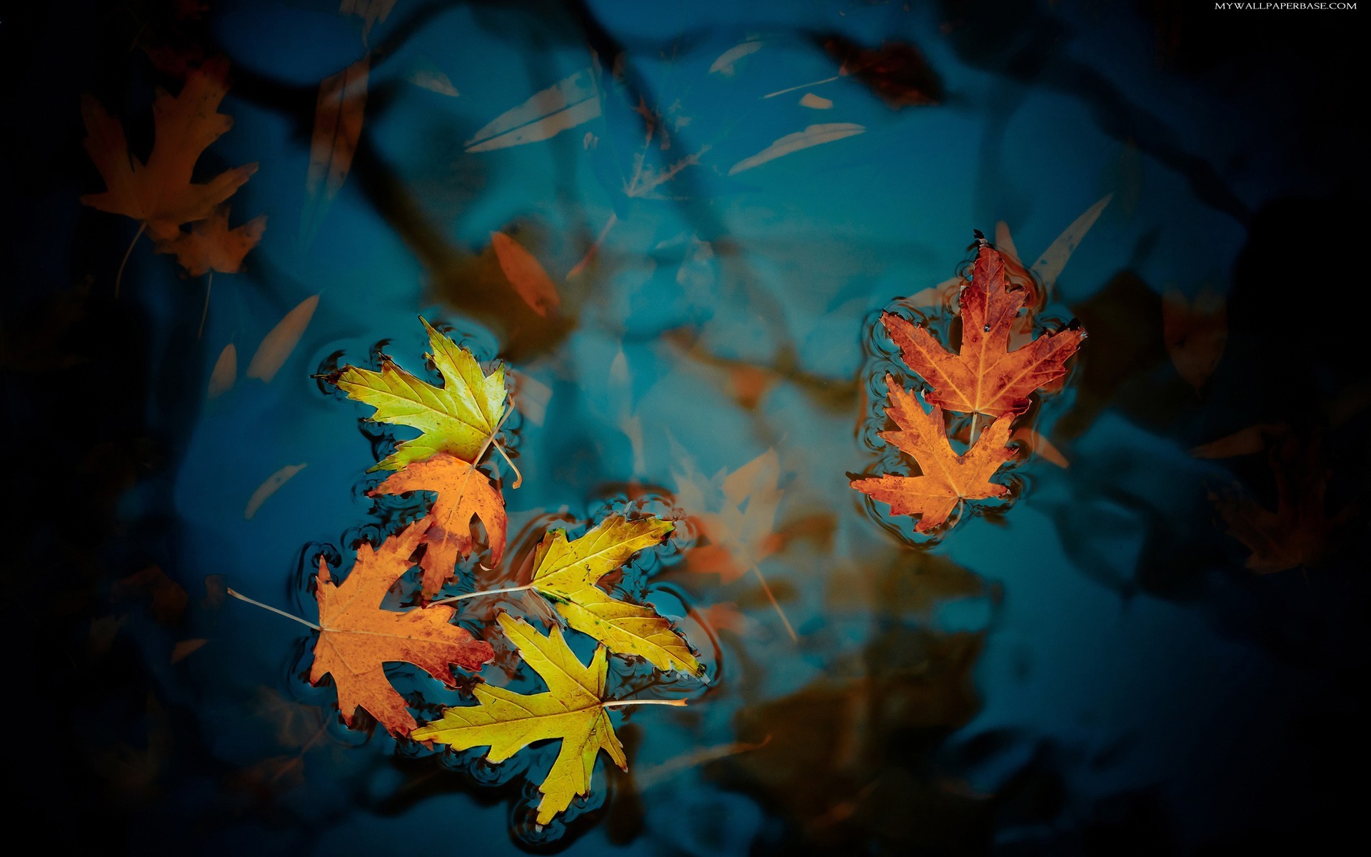 plants, leaves, autumn, water, turquoise Aesthetic wallpaper