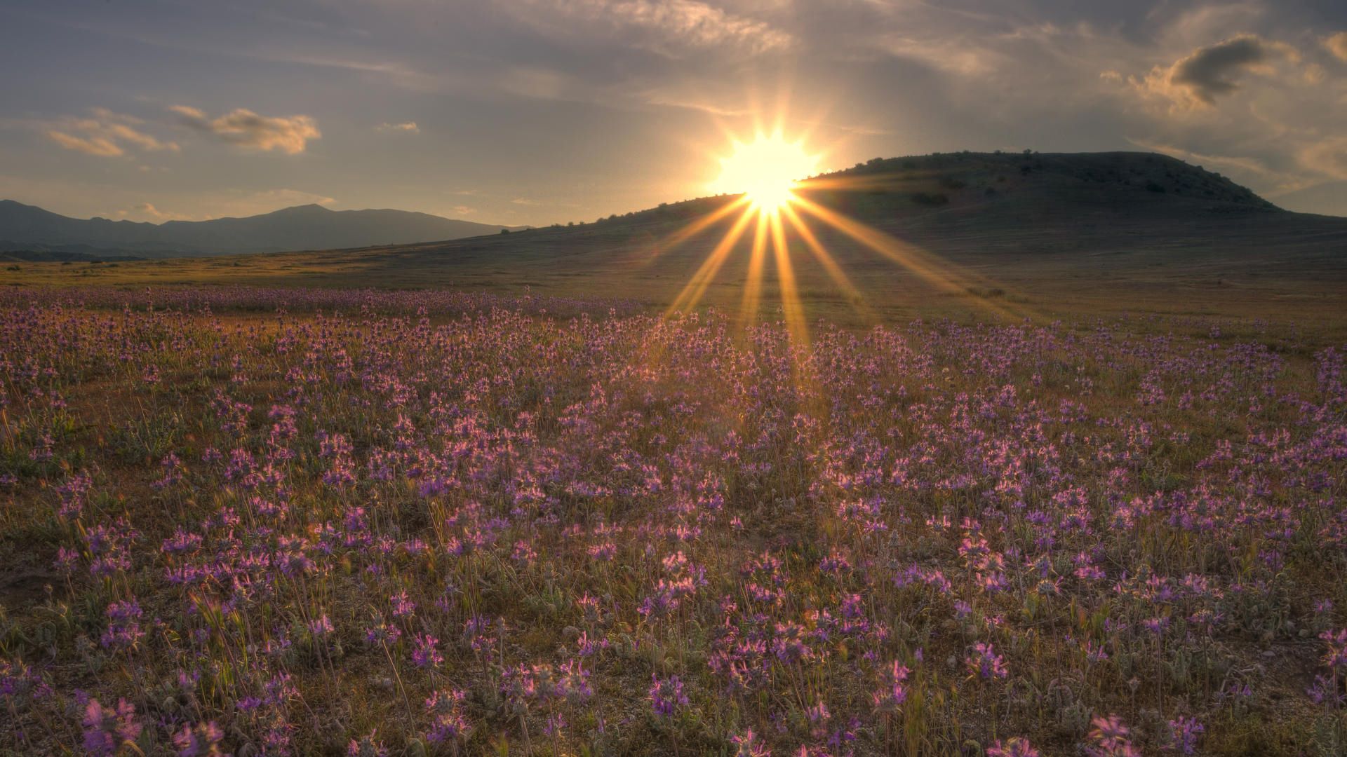 Download mobile wallpaper Beams, Field, Rays, Nature, Evening, Sunset, Shine, Light, Flowers, Sun for free.