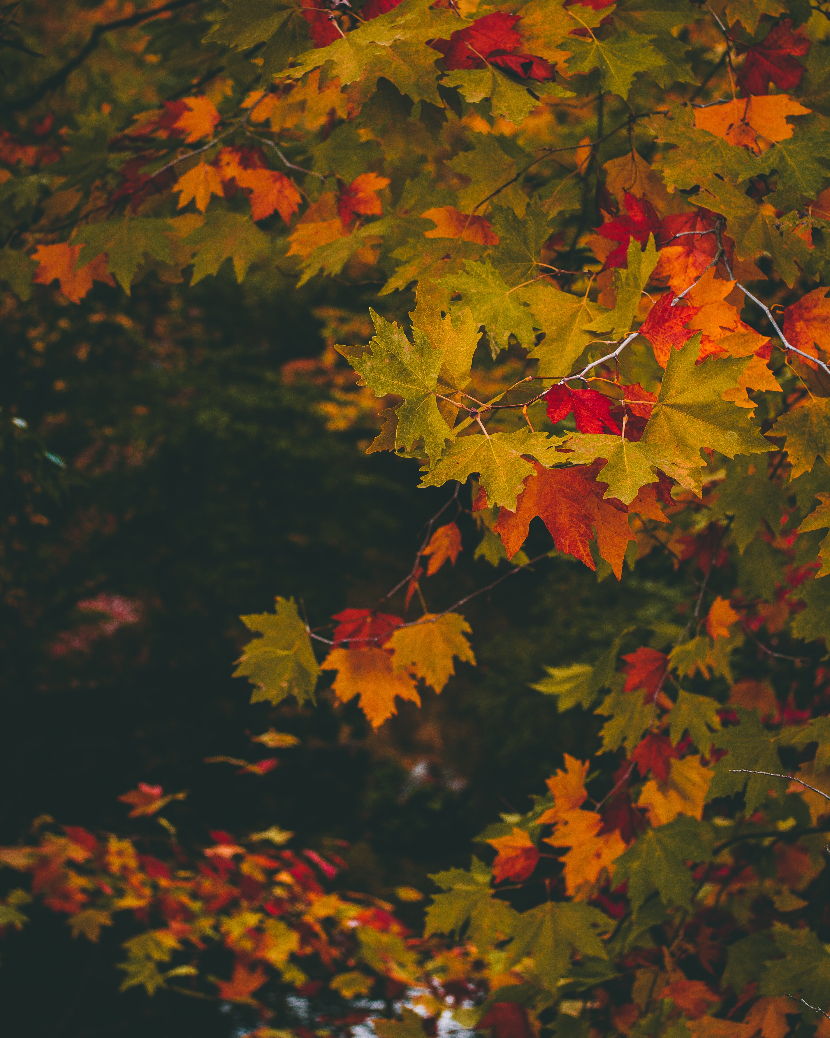 autumn, motley, blur, maple, multicolored, nature, leaves, smooth, branches HD wallpaper