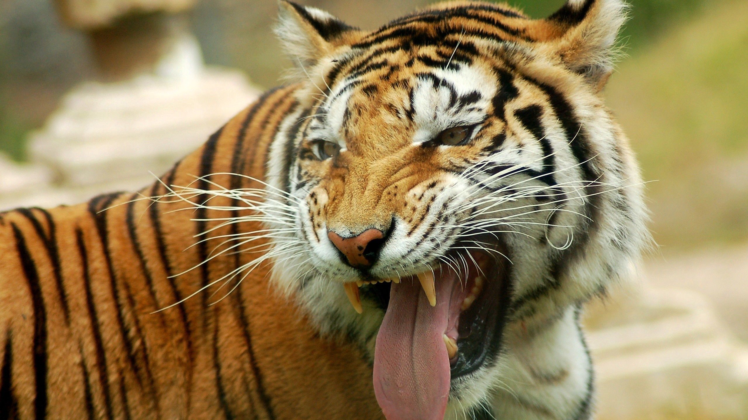 Download mobile wallpaper Opinion, Language, Animals, Sight, Tongue, Grin, Tiger for free.