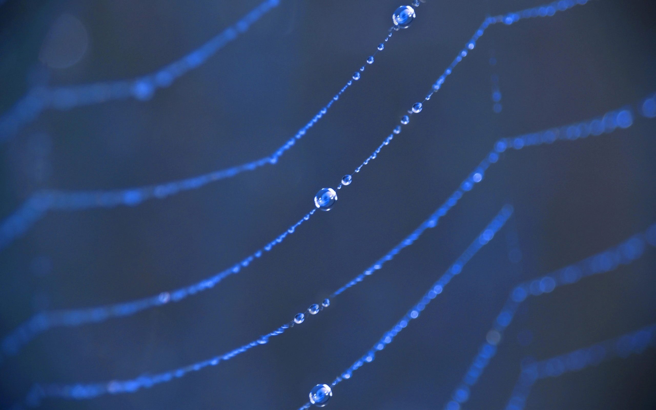 photography, spider web HD wallpaper