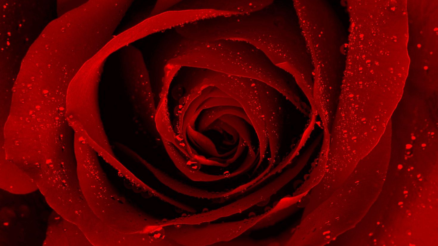 Красные розы на заставку