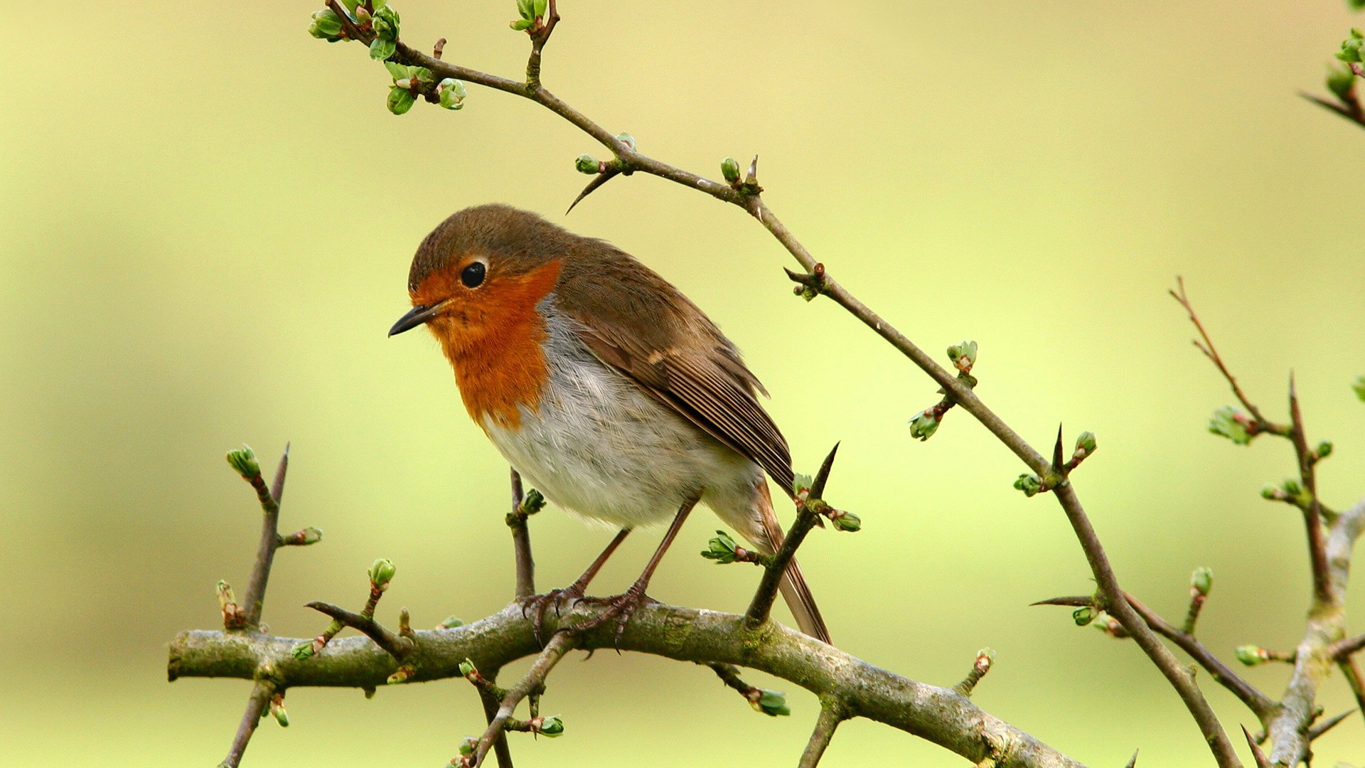 bird, animal, robin, birds phone background