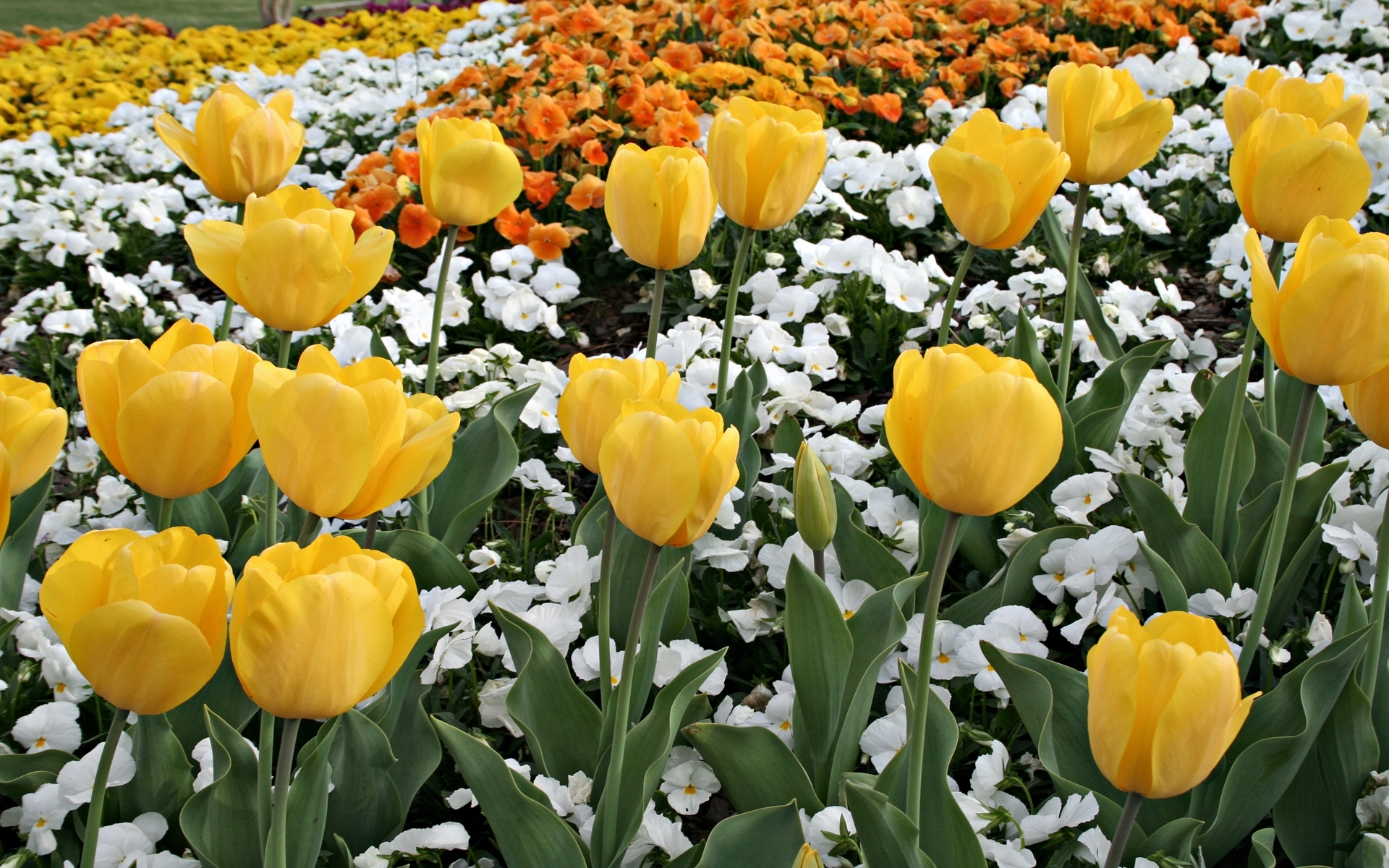 Descarga gratuita de fondo de pantalla para móvil de Plantas, Flores, Fondo, Tulipanes.
